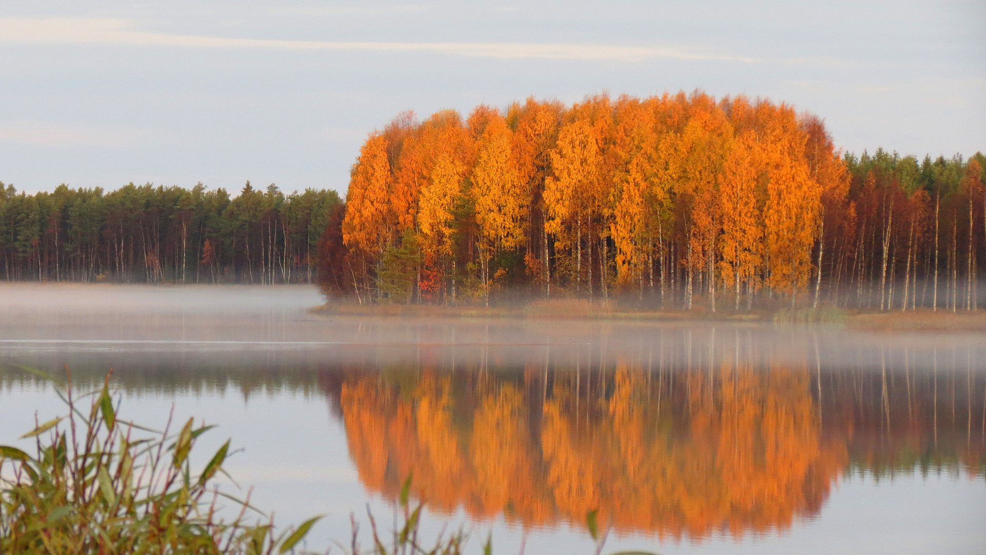 Обои лес, осень, пруд, дымка, тишь, forest, autumn, pond, haze, quiet разрешение 1920x1200 Загрузить