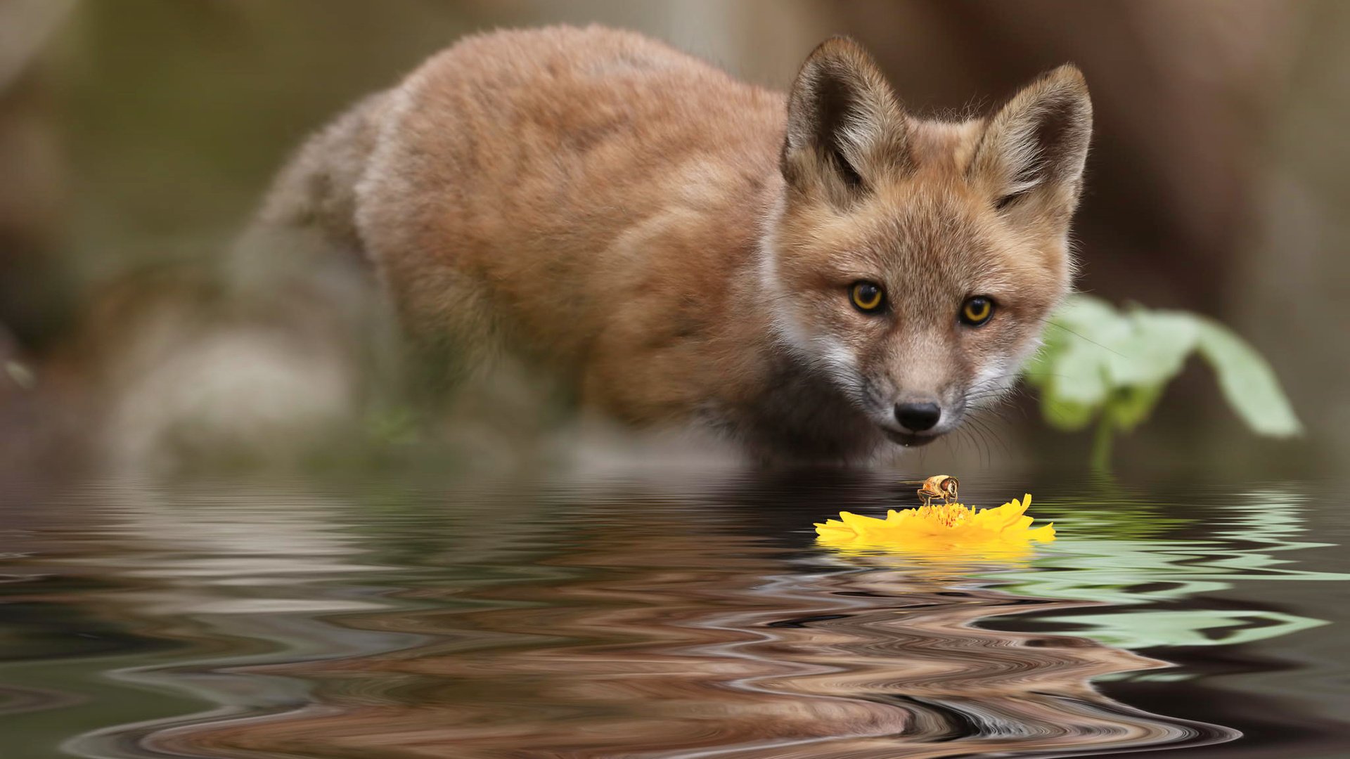 Обои вода, природа, насекомое, цветок, лиса, интерес, лисенок, water, nature, insect, flower, fox, interest разрешение 2048x1365 Загрузить