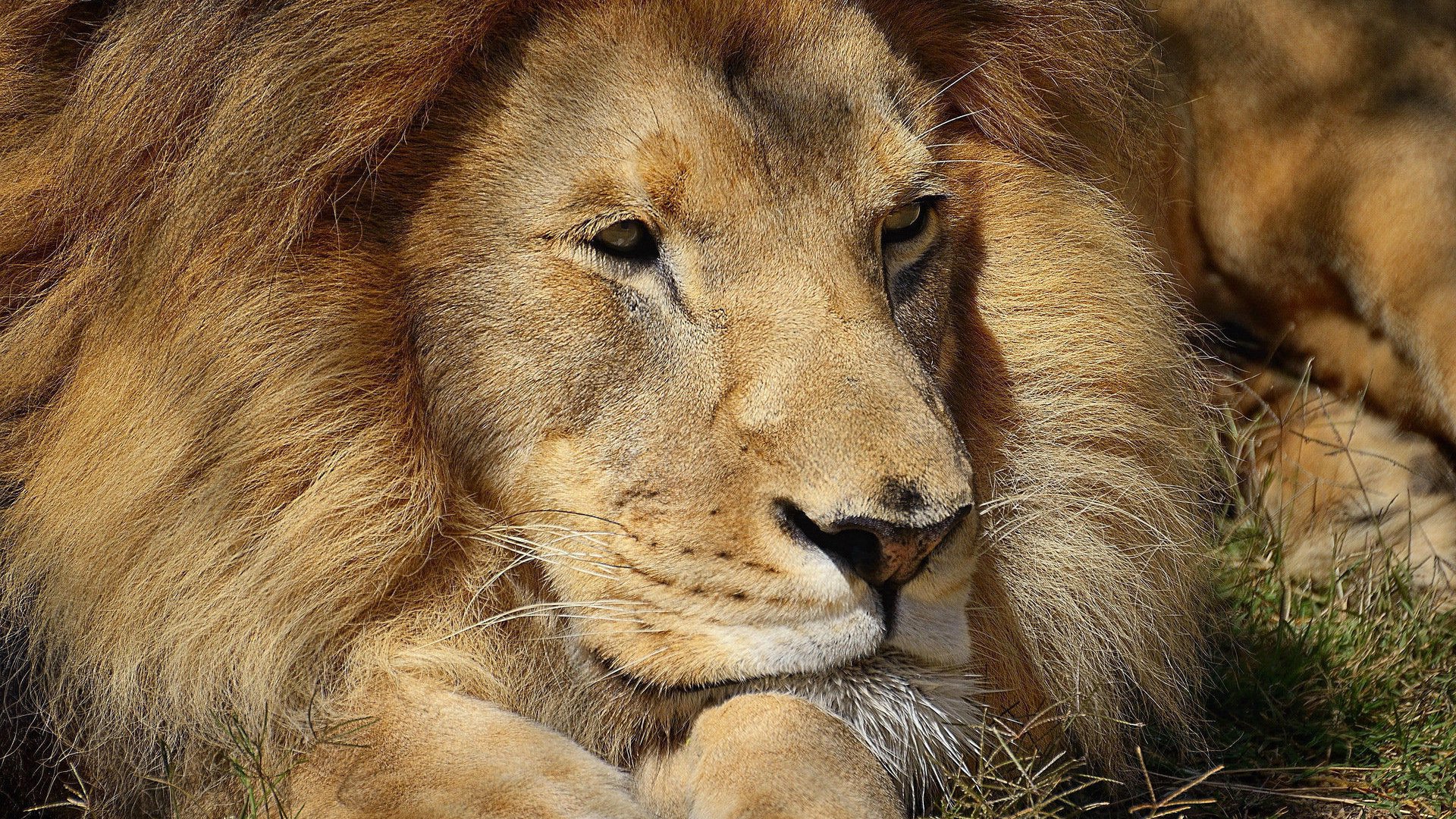 Обои африка, хищник, красивый, лев, грива, львёнок, africa, predator, beautiful, leo, mane, lion разрешение 1920x1200 Загрузить