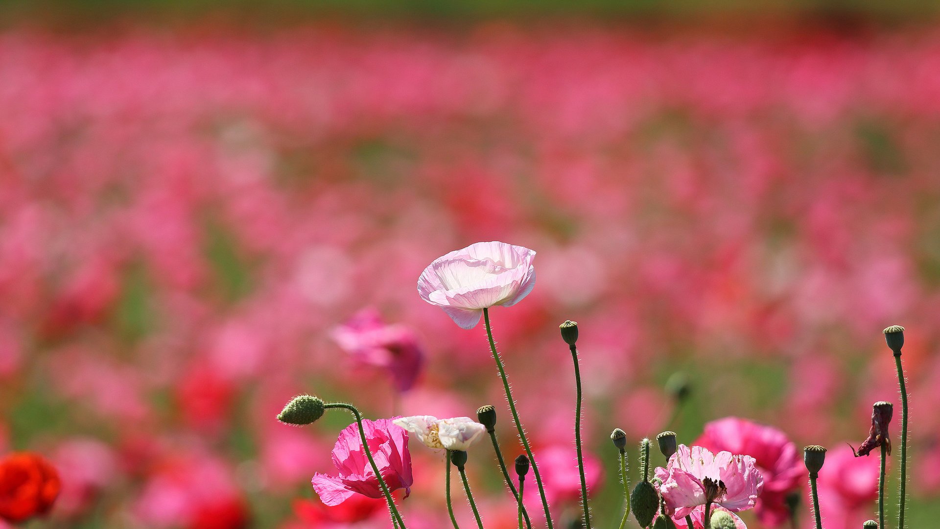 Обои цветы, поле, лепестки, маки, луг, flowers, field, petals, maki, meadow разрешение 2048x1356 Загрузить