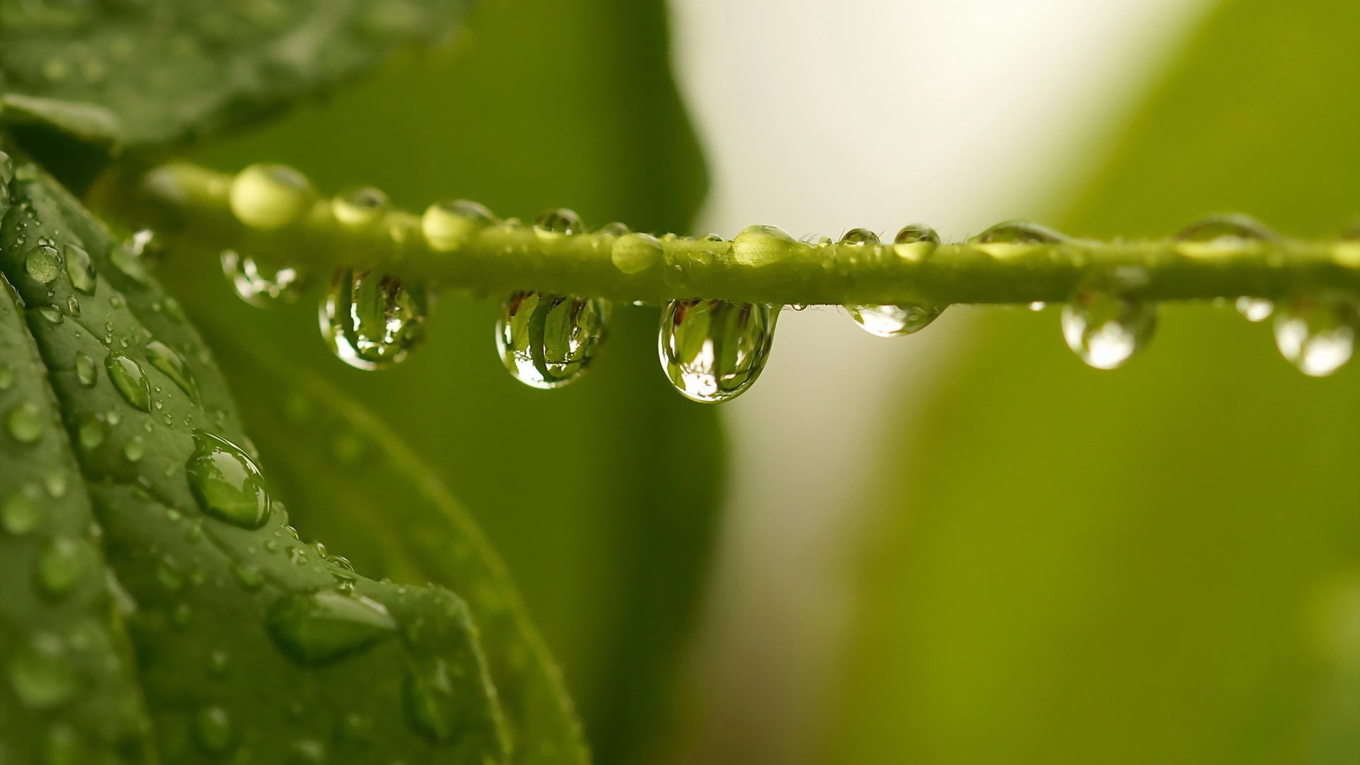 Обои вода, листья, капли, зеленые, растение, стебель, water, leaves, drops, green, plant, stem разрешение 1920x1200 Загрузить