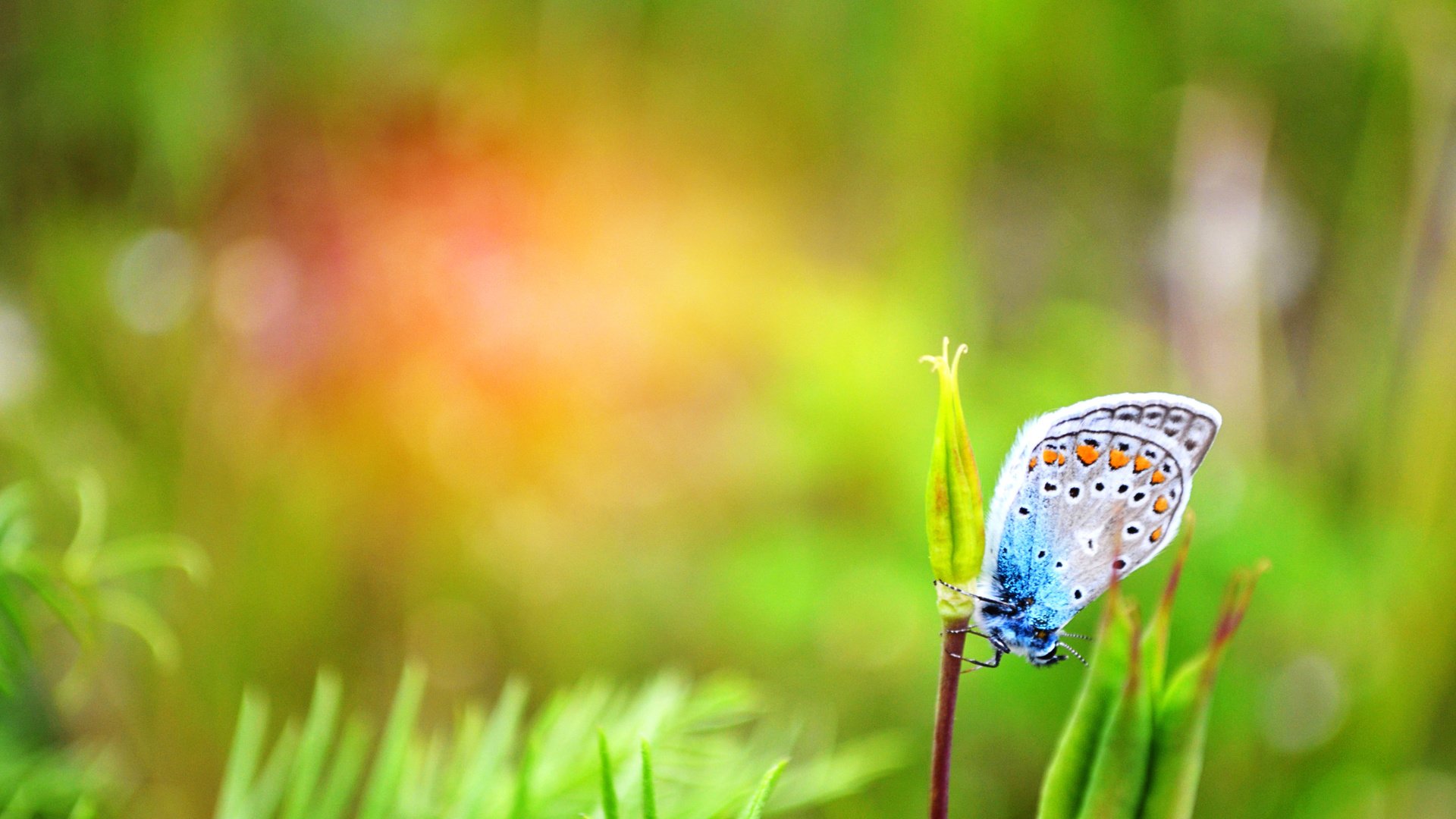 Обои макро, насекомое, бабочка, растение, macro, insect, butterfly, plant разрешение 4928x3264 Загрузить