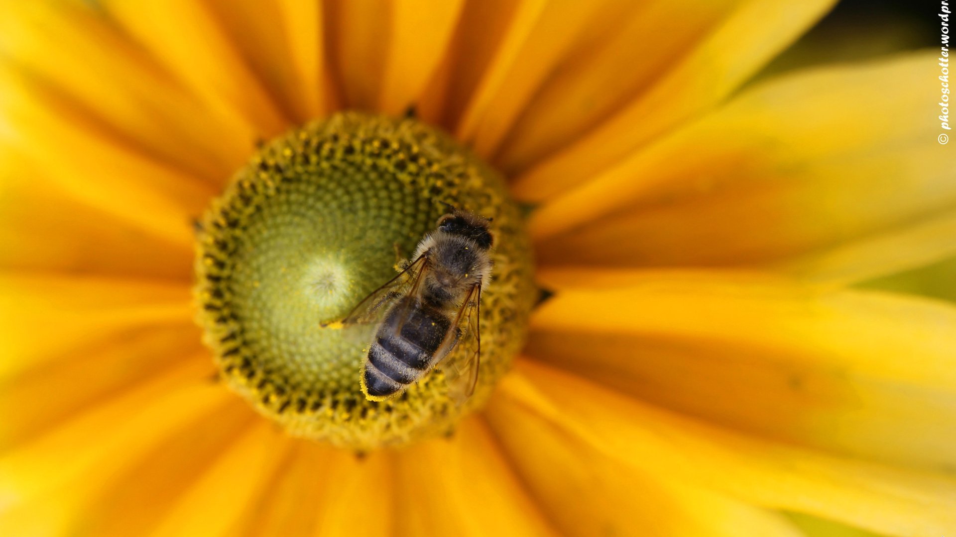 Обои макро, насекомое, цветок, пчела, macro, insect, flower, bee разрешение 4272x2848 Загрузить