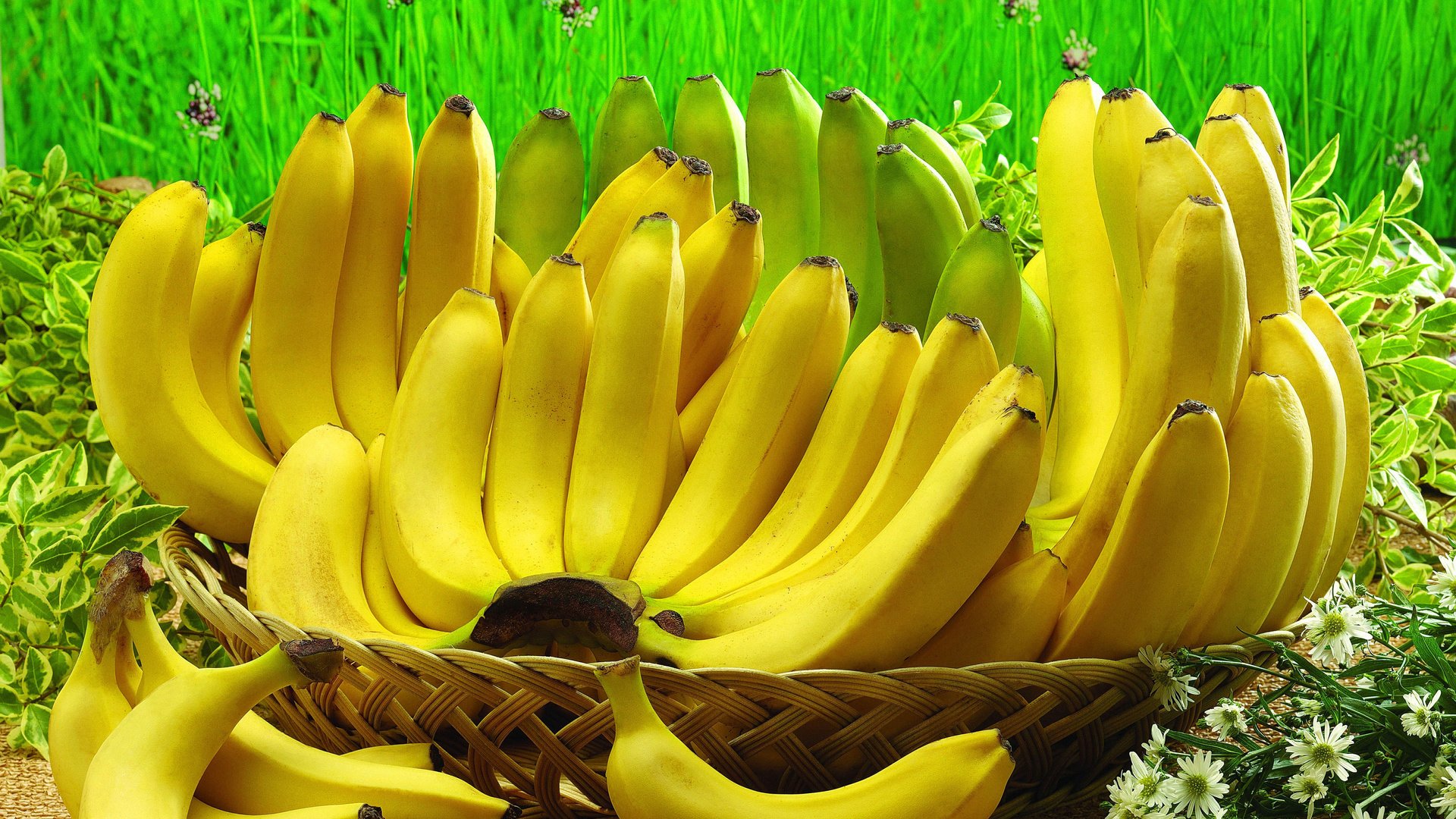 Обои фрукты, бананы, fruit, bananas разрешение 4896x3672 Загрузить