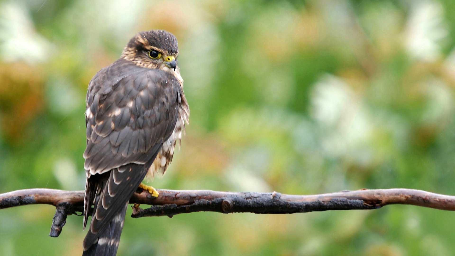 Обои природа, птица, ястреб, nature, bird, hawk разрешение 2800x2100 Загрузить