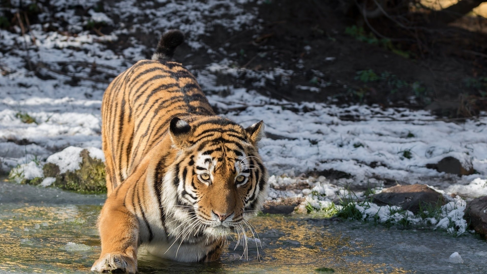 Обои тигр, холод, морда, лапа, вода, дикая кошка, снег, амурский тигр, зима, лёд, водоем, хищник, tiger, cold, face, paw, water, wild cat, snow, the amur tiger, winter, ice, pond, predator разрешение 2048x1365 Загрузить