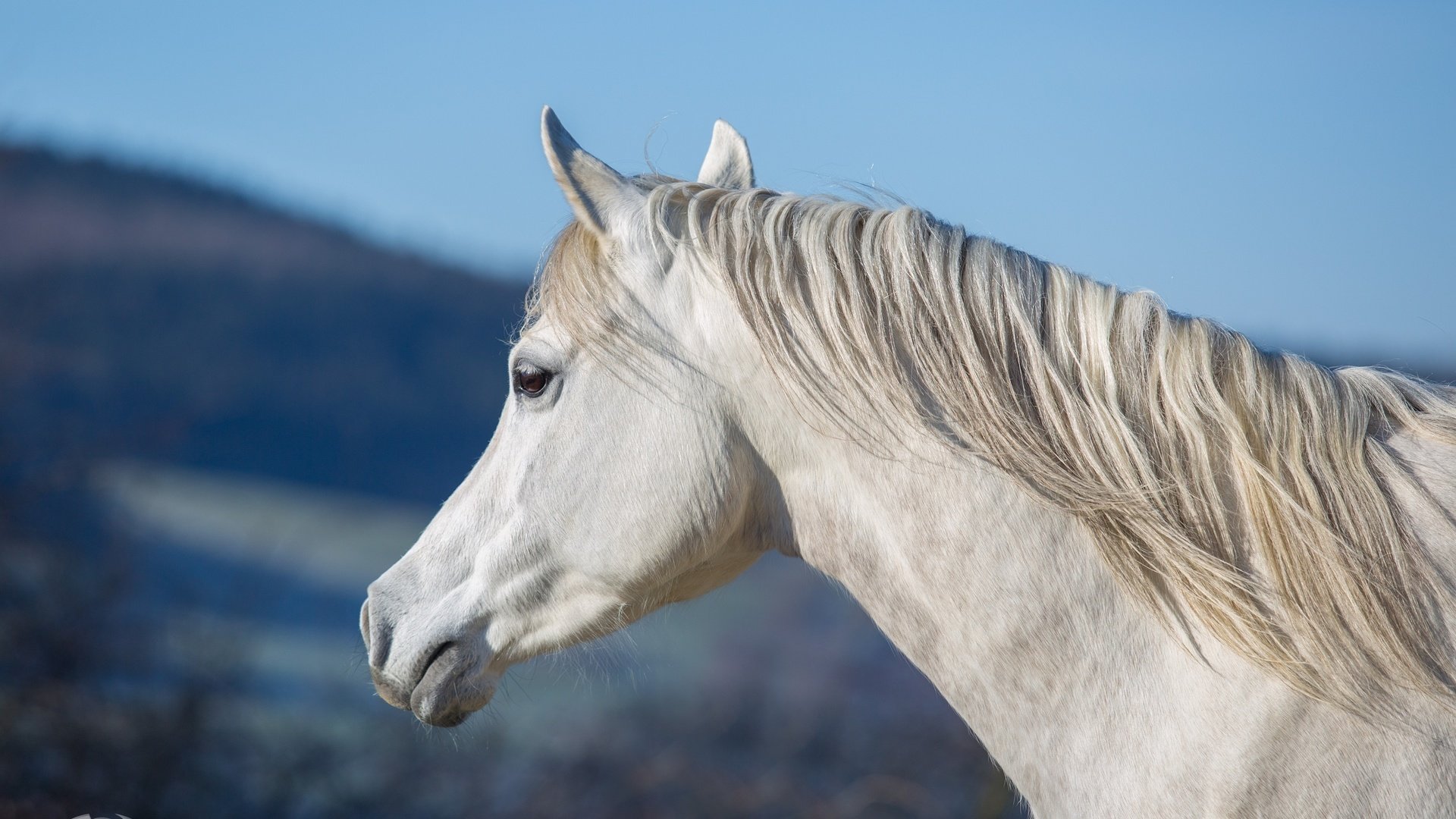 Обои морда, небо, лошадь, профиль, конь, грива, шея, (с) oliverseitz, face, the sky, horse, profile, mane, neck, (c) oliverseitz разрешение 3100x1980 Загрузить