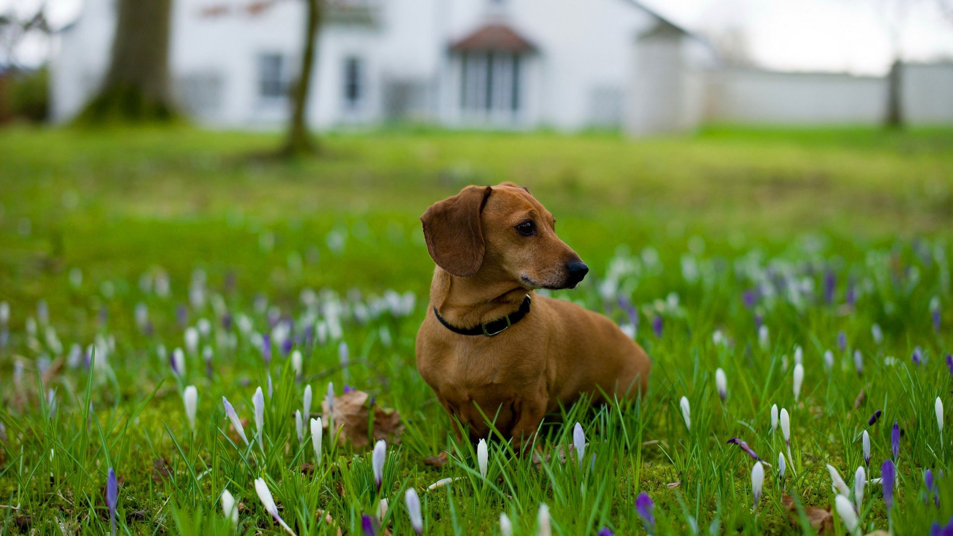 Обои цветы, трава, собака, ошейник, такса, flowers, grass, dog, collar, dachshund разрешение 2560x1600 Загрузить