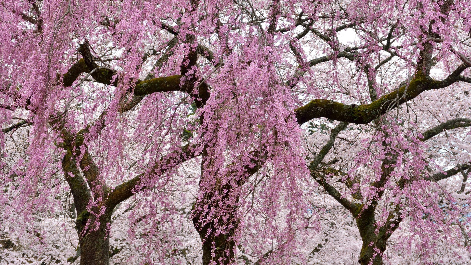 Обои цветы, деревья, цветение, ветки, весна, сакура, flowers, trees, flowering, branches, spring, sakura разрешение 2048x1365 Загрузить