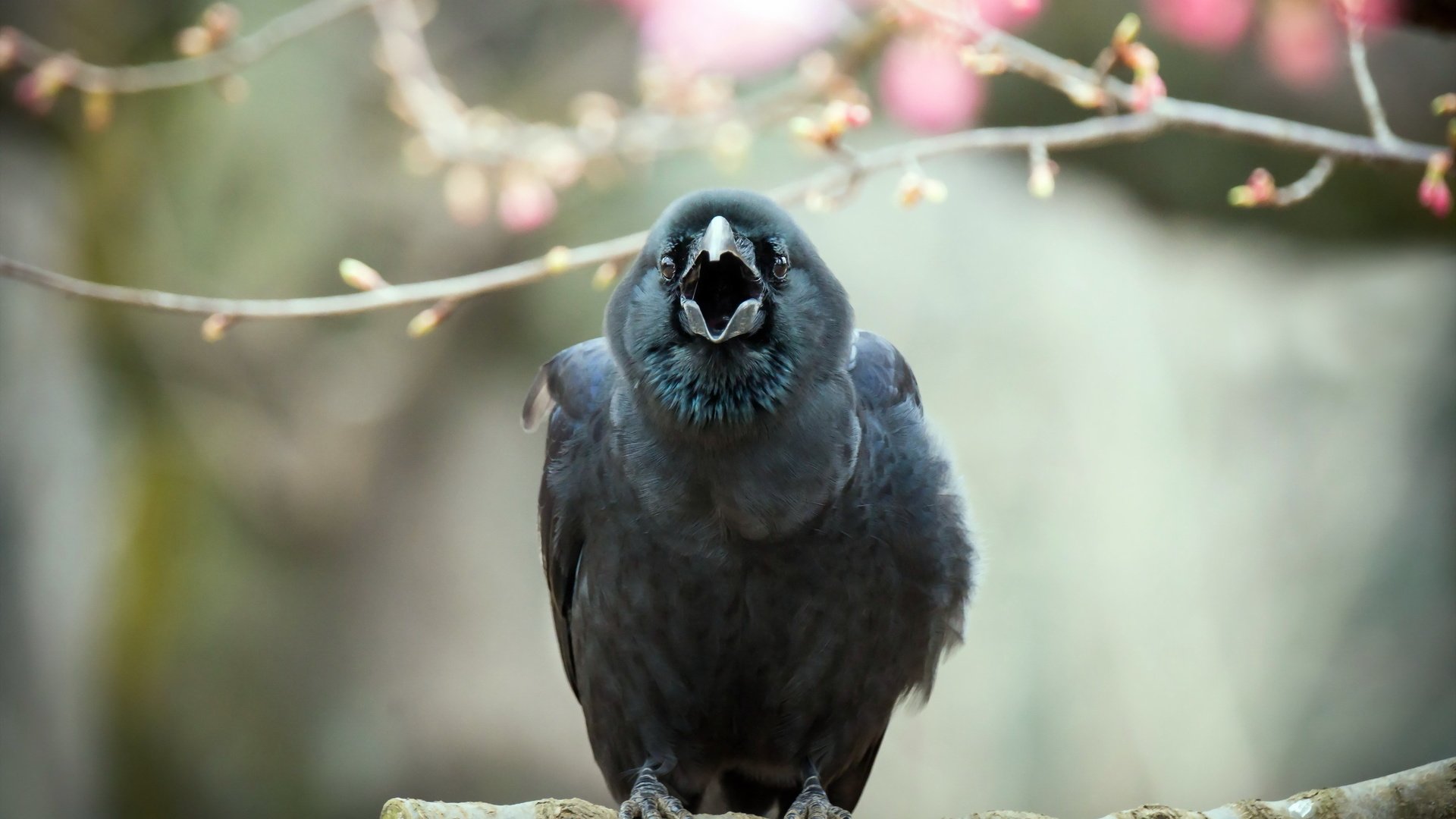 Обои природа, птица, ворон, ворона, nature, bird, raven, crow разрешение 2560x1707 Загрузить