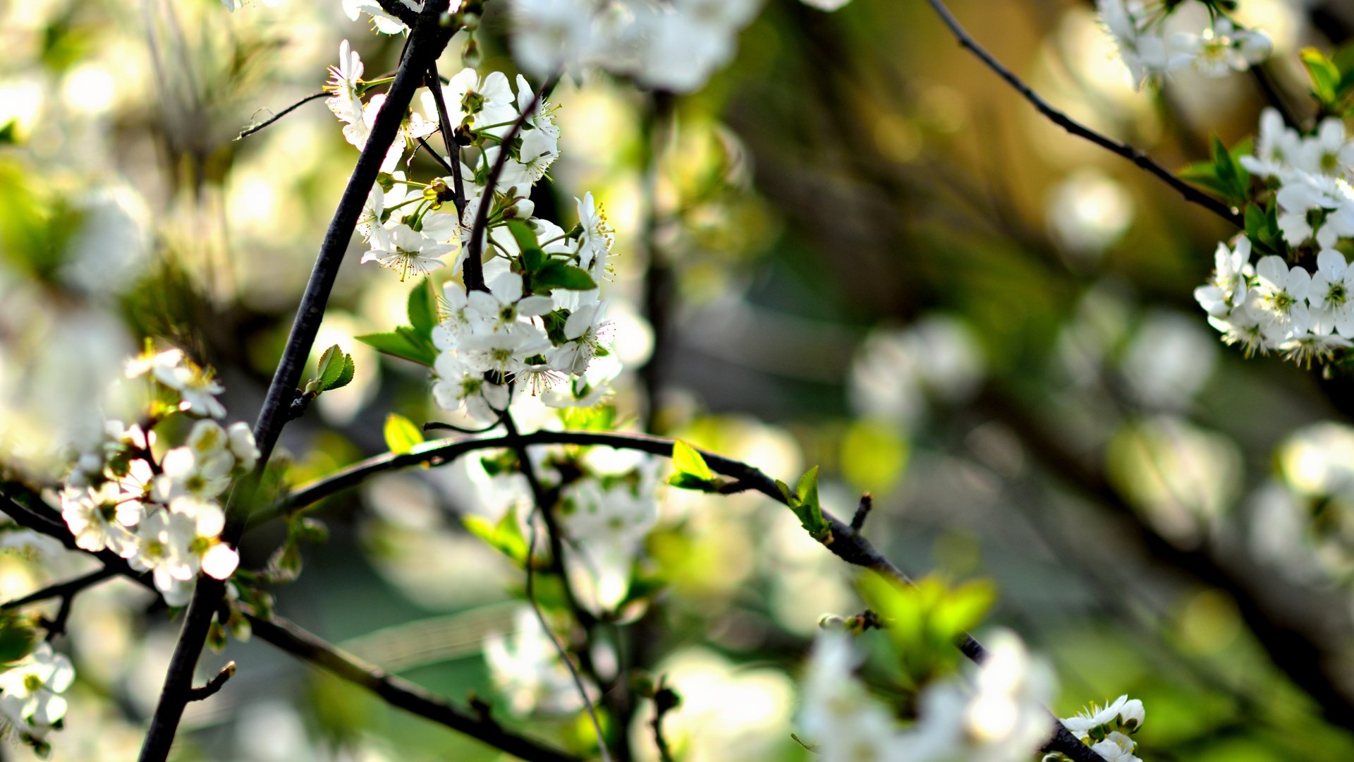 Обои цветы, ветка, природа, цветение, макро, весна, вишня, flowers, branch, nature, flowering, macro, spring, cherry разрешение 4928x3264 Загрузить