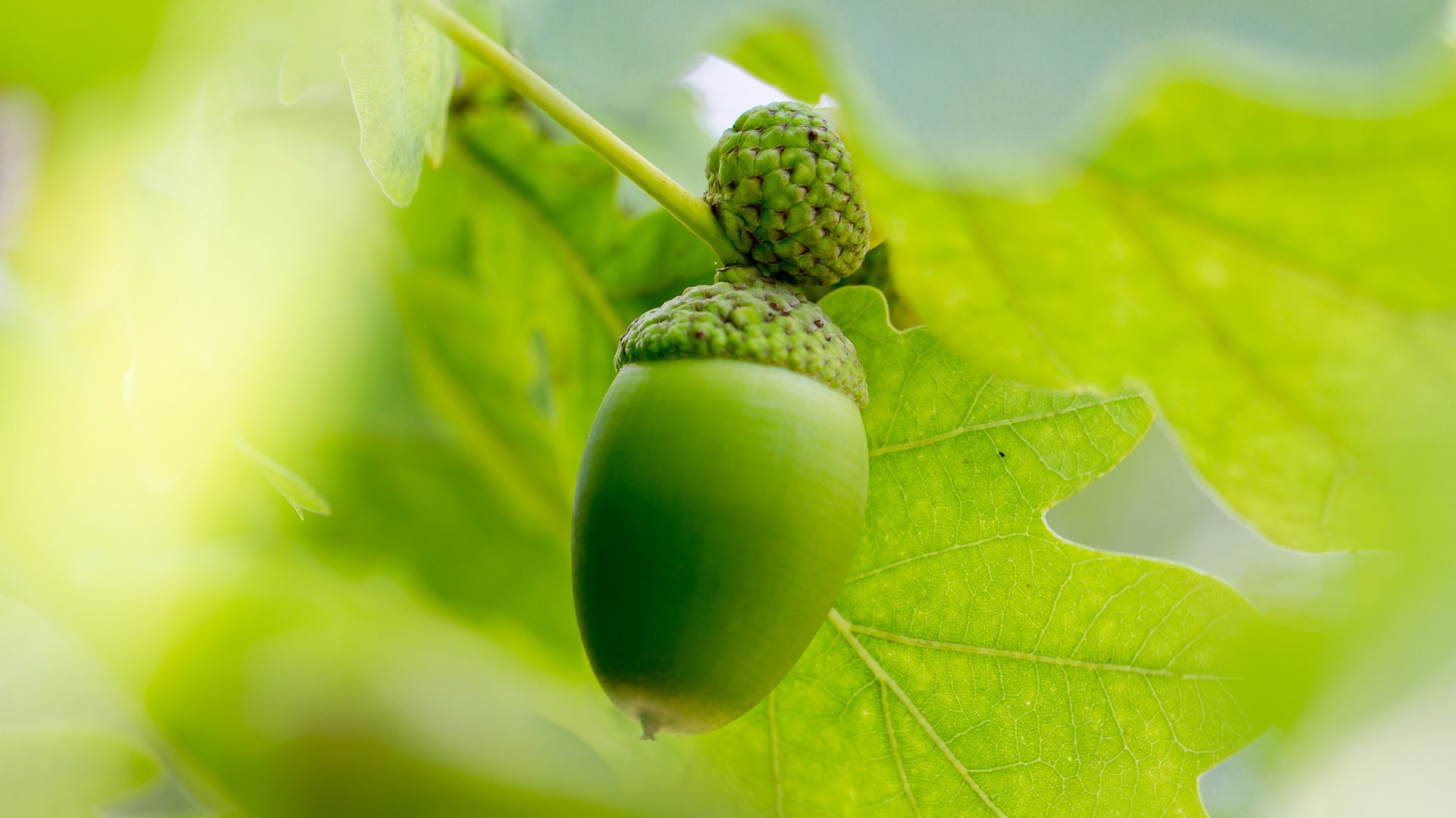 Обои листья, лето, размытость, плоды, дуб, желудь, leaves, summer, blur, fruit, oak, acorn разрешение 2560x1707 Загрузить