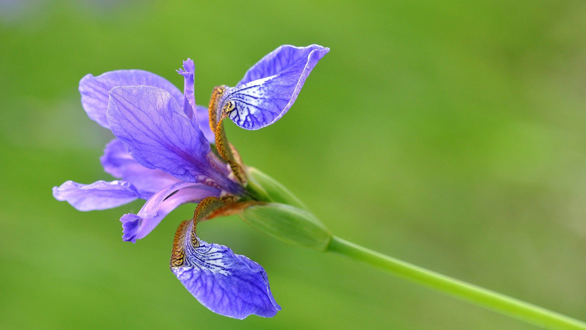 Обои цветы, макро, лепестки, стебель, ирис, flowers, macro, petals, stem, iris разрешение 2048x1360 Загрузить