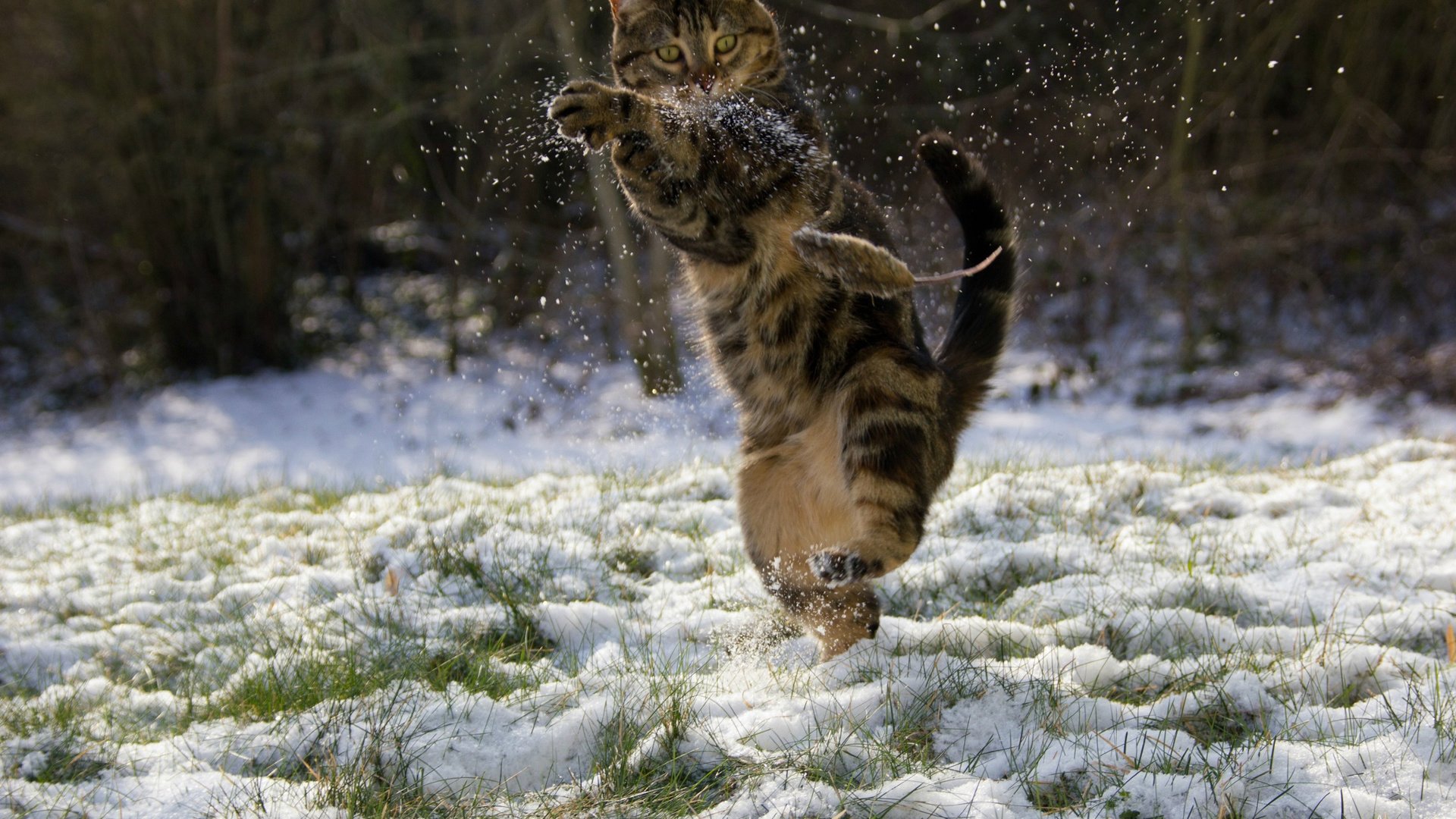 Обои снег, зима, кот, мышка, кунг-фу, snow, winter, cat, mouse, kung fu разрешение 2048x1284 Загрузить