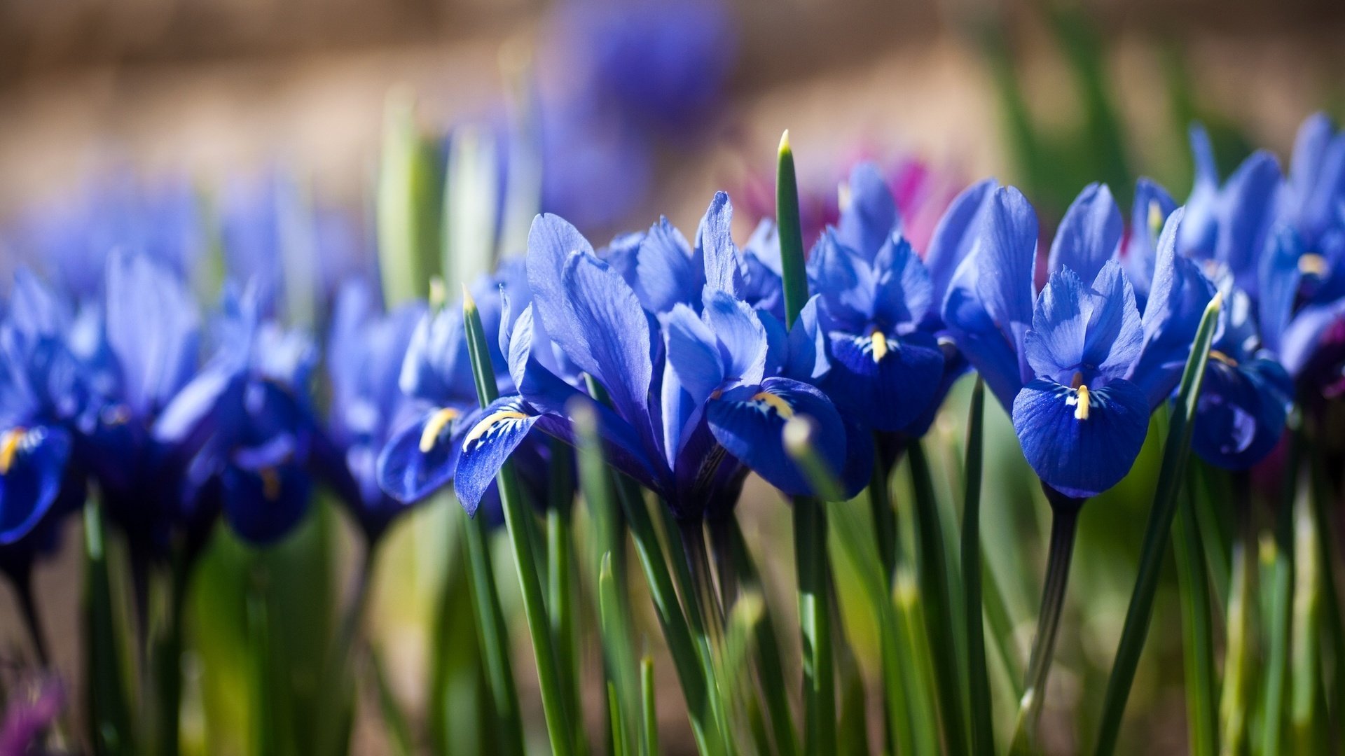 Обои цветы, синие, ирисы, боке, касатик, flowers, blue, irises, bokeh, iris разрешение 2048x1280 Загрузить