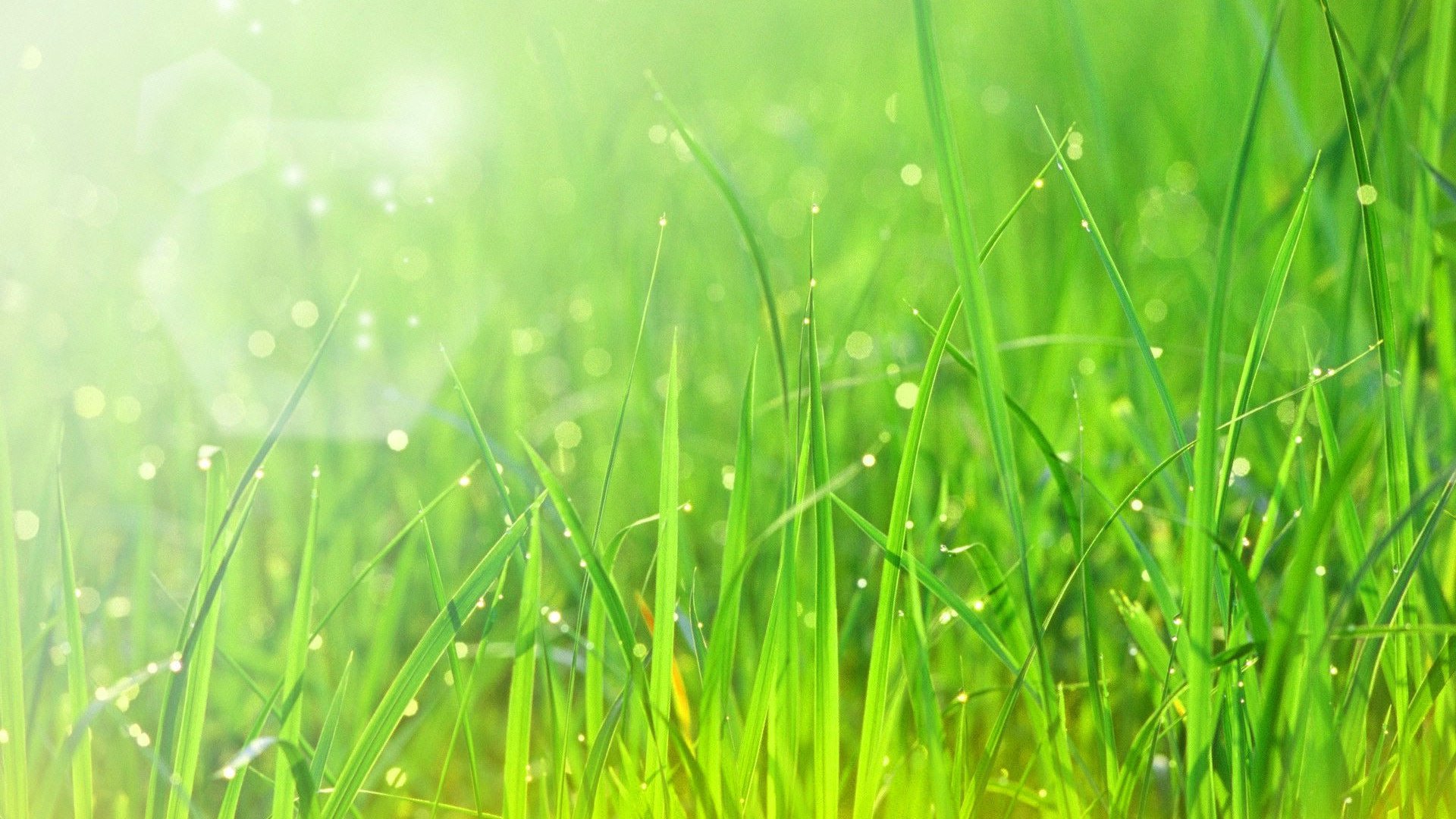 Обои трава, природа, зелень, макро, роса, капли, солнечный свет, grass, nature, greens, macro, rosa, drops, sunlight разрешение 1920x1200 Загрузить