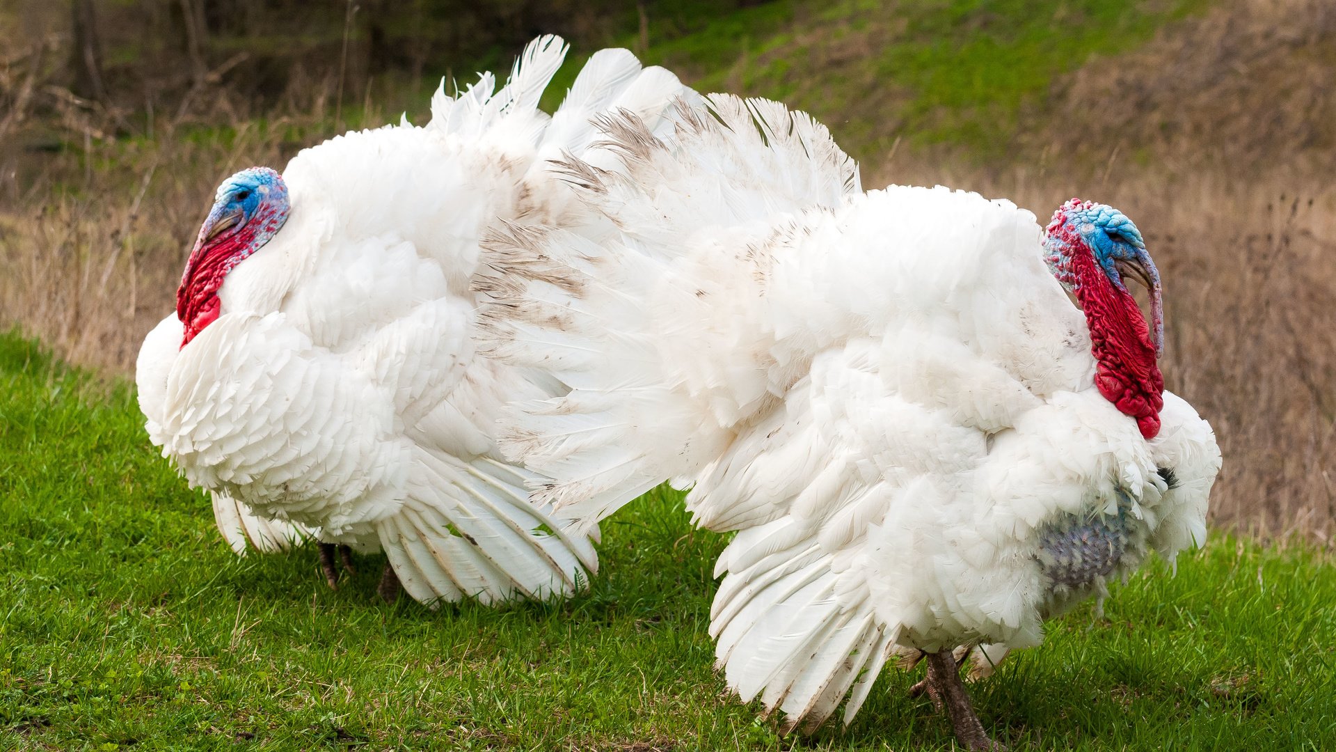 Обои трава, птицы, весна, индюки, индюк, grass, birds, spring, turkeys, turkey разрешение 3872x2592 Загрузить