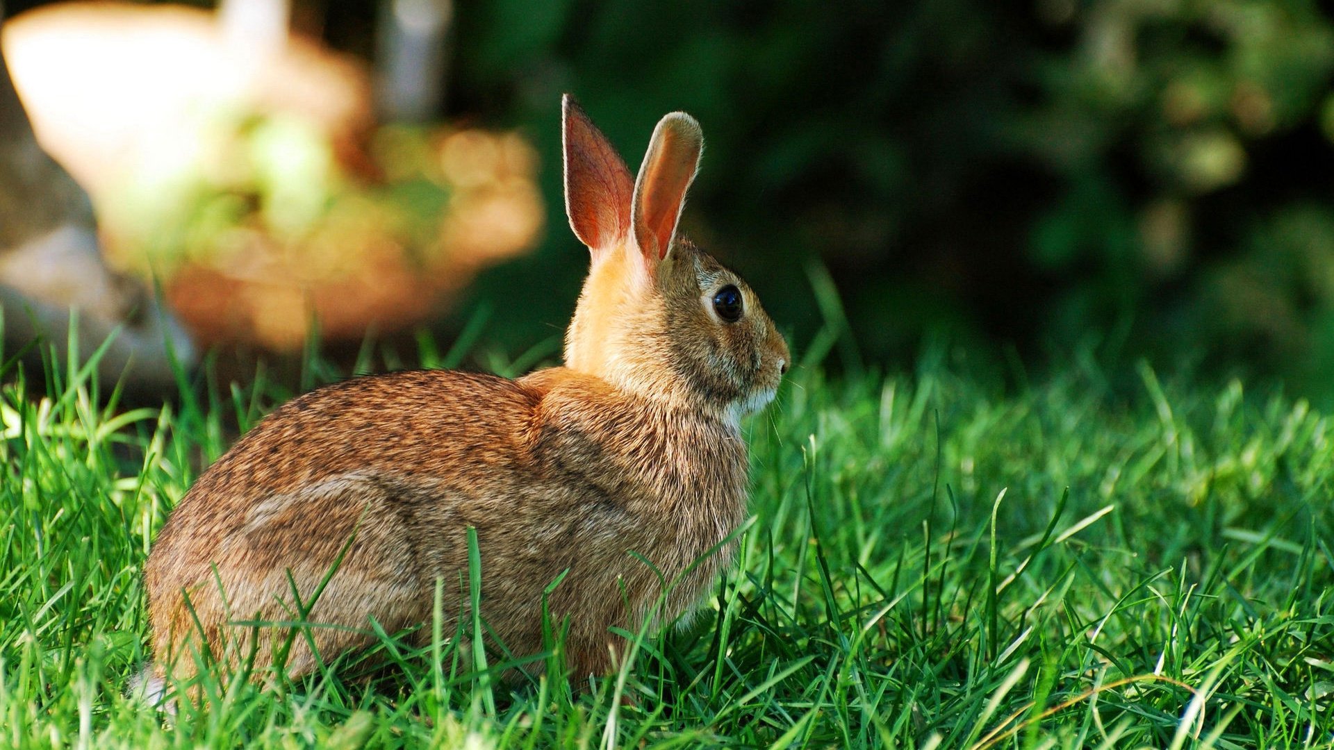Обои трава, заяц, зайчик, grass, hare, bunny разрешение 1920x1200 Загрузить