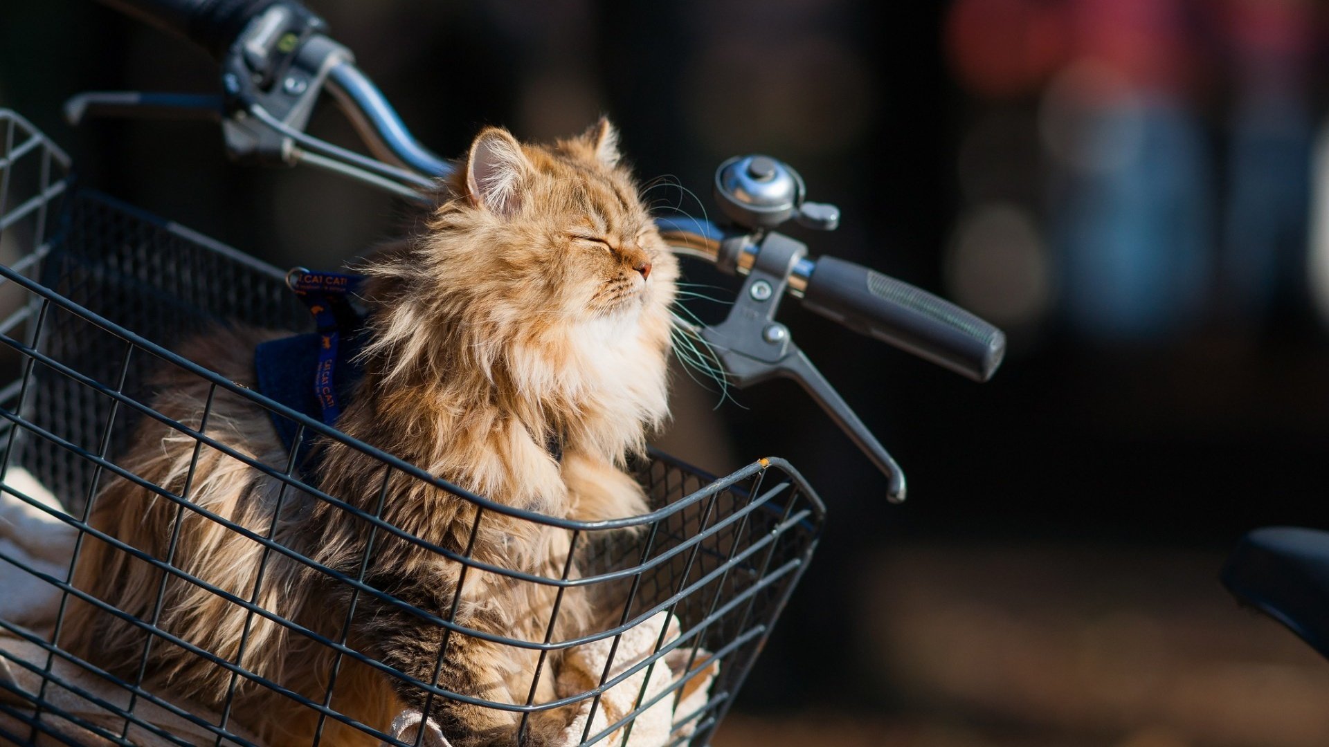 Обои кот, мордочка, кошка, корзина, велосипед, ben torode, дейзи, cat, muzzle, basket, bike, daisy разрешение 1920x1200 Загрузить