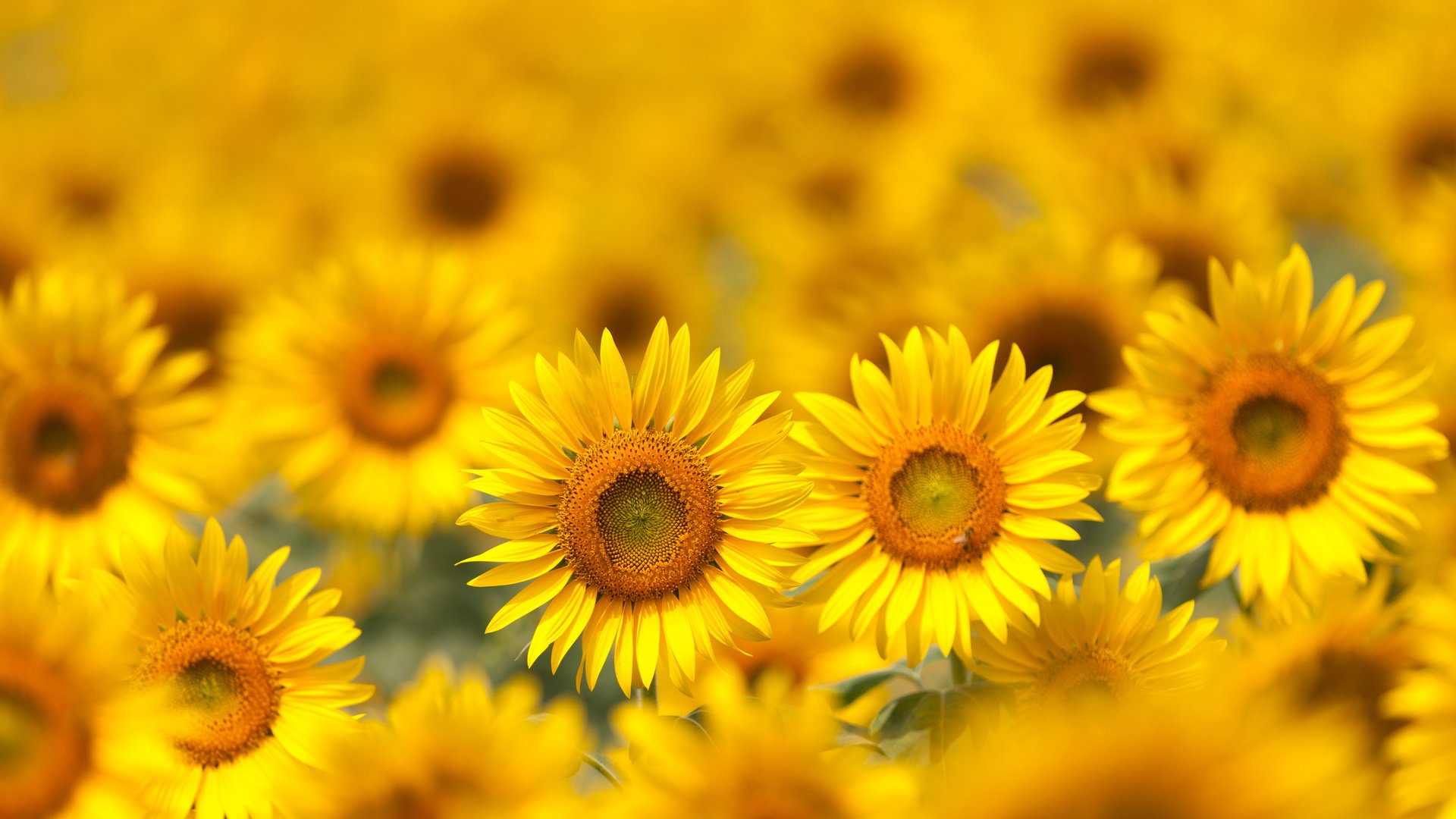 Обои цветы, поле, лепестки, размытость, подсолнухи, желтые, flowers, field, petals, blur, sunflowers, yellow разрешение 5616x3744 Загрузить