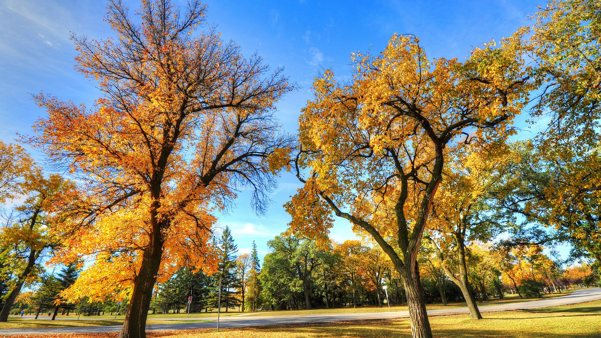 Обои деревья, пейзаж, парк, осень, trees, landscape, park, autumn разрешение 2560x1700 Загрузить