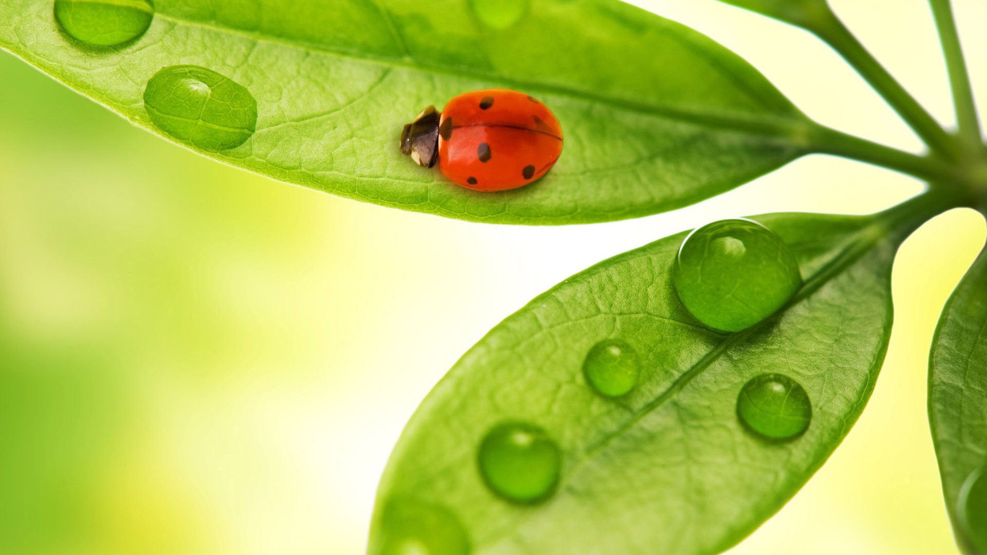 Обои листья, жук, макро, насекомое, капли, божья коровка, leaves, beetle, macro, insect, drops, ladybug разрешение 1920x1200 Загрузить