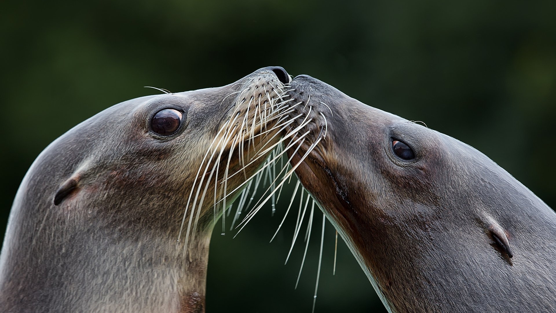 Обои фон, усы, взгляд, поцелуй, тюлень, морской лев, тюлени, background, mustache, look, kiss, seal, sea lion, seals разрешение 2048x1266 Загрузить