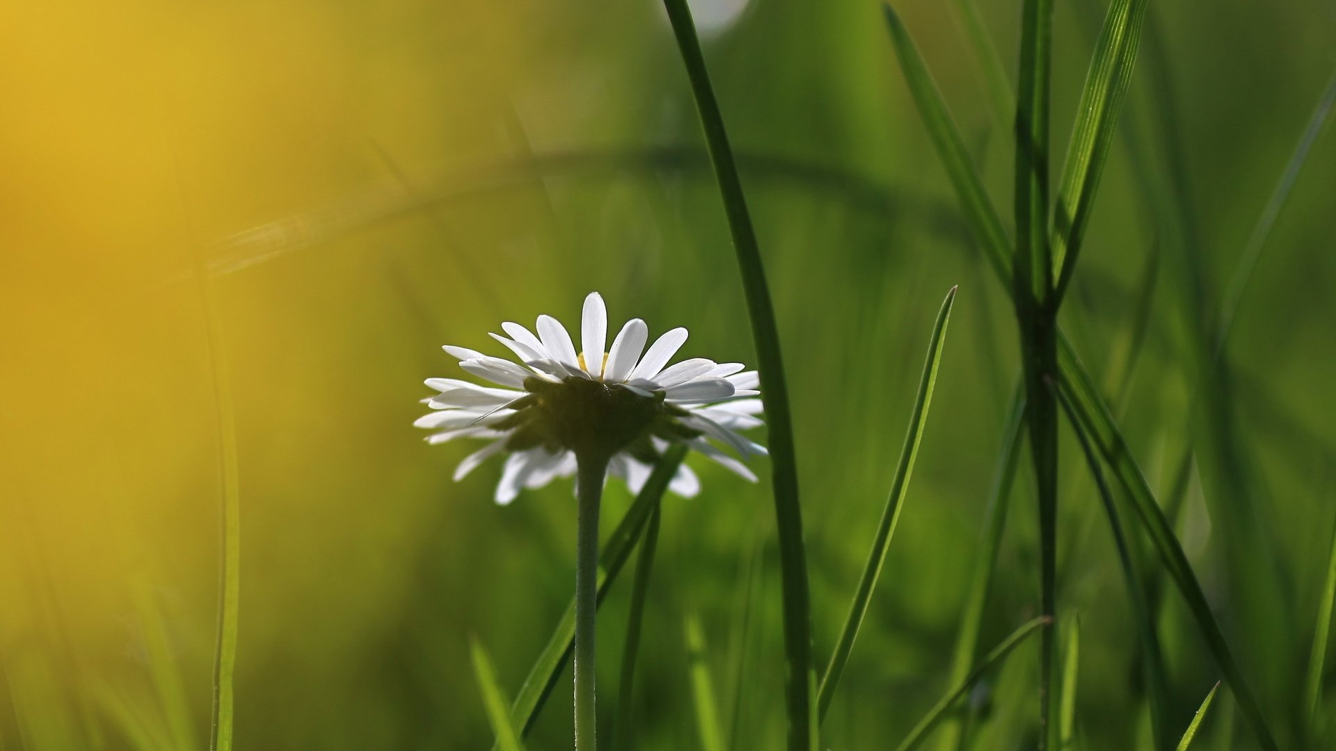 Обои трава, природа, цветок, ромашка, размытость, grass, nature, flower, daisy, blur разрешение 2560x1600 Загрузить