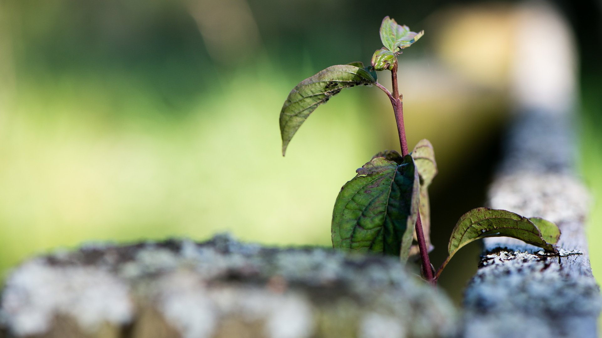 Обои ветка, природа, листья, макро, забор, branch, nature, leaves, macro, the fence разрешение 2560x1600 Загрузить