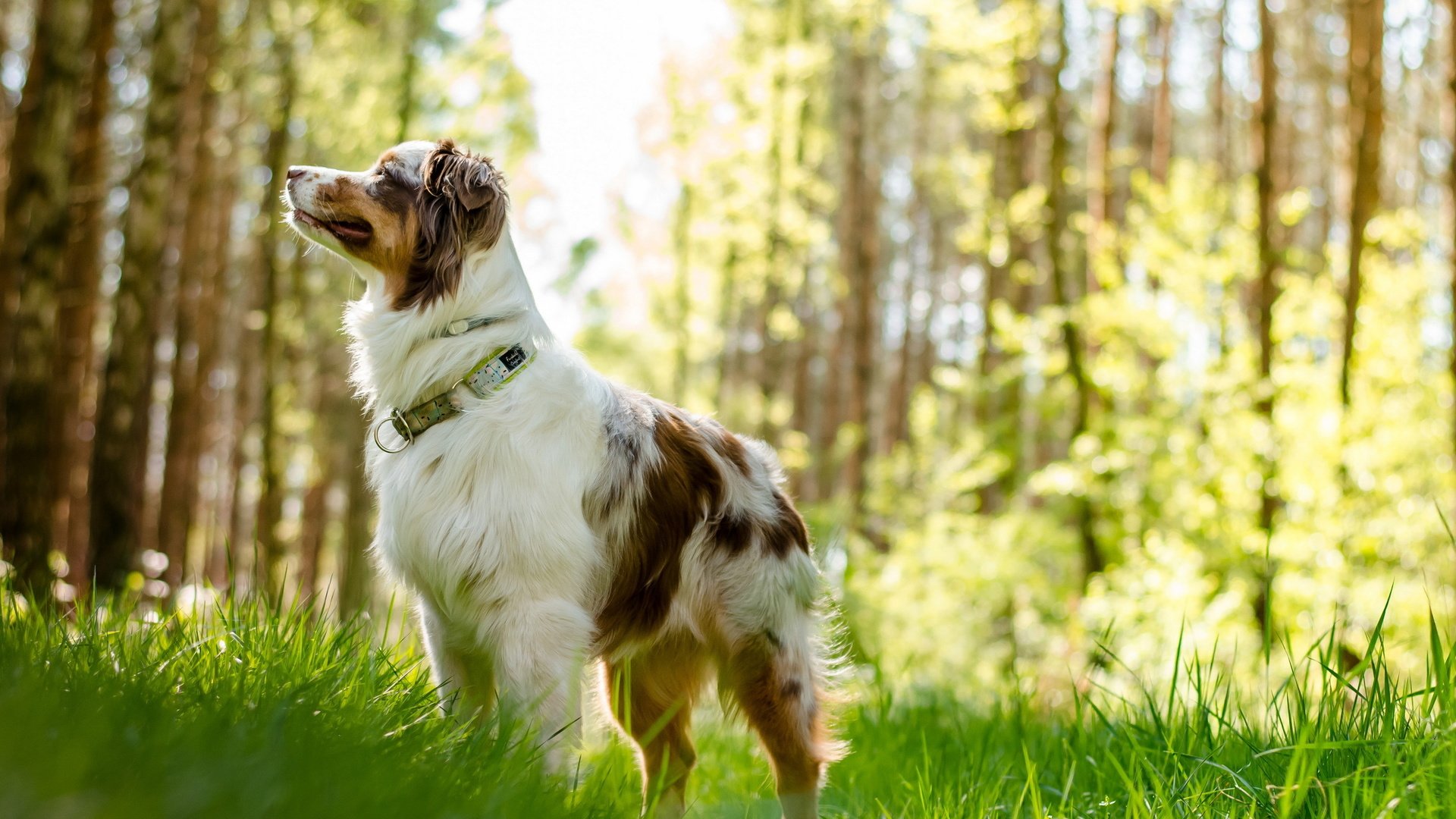 Обои трава, мордочка, взгляд, собака, австралийская овчарка, grass, muzzle, look, dog, australian shepherd разрешение 2560x1600 Загрузить