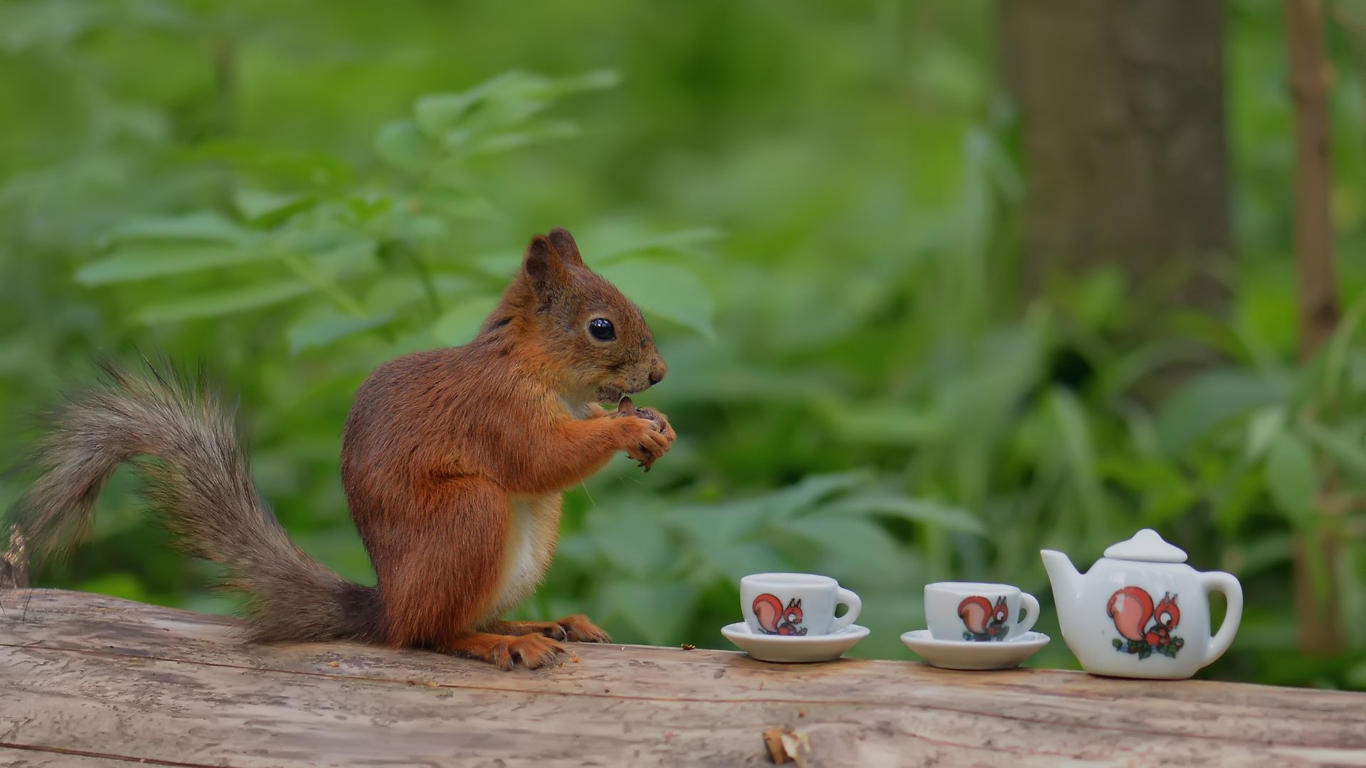 Обои дерево, лес, ствол, белка, чаепитие, чашки, прикол, белочка, tree, forest, trunk, protein, the tea party, cup, the trick, squirrel разрешение 1920x1200 Загрузить