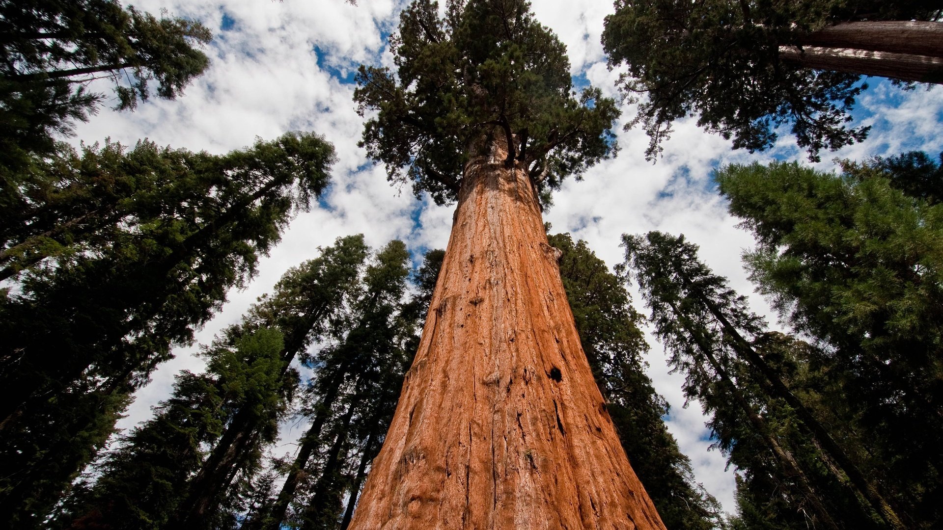 Обои небо, секвойя, облака, деревья, природа, лес, ель, сосна, хвойный лес, the sky, sequoia, clouds, trees, nature, forest, spruce, pine, coniferous forest разрешение 3840x2400 Загрузить