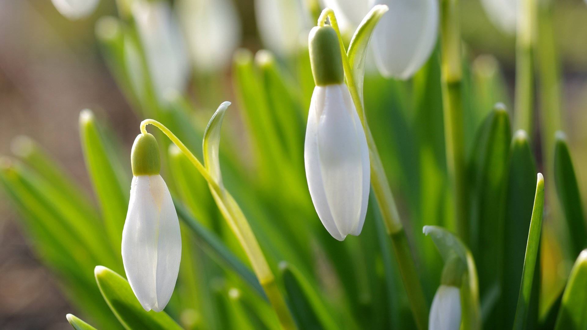 Обои цветы, природа, макро, весна, подснежники, flowers, nature, macro, spring, snowdrops разрешение 3008x2000 Загрузить