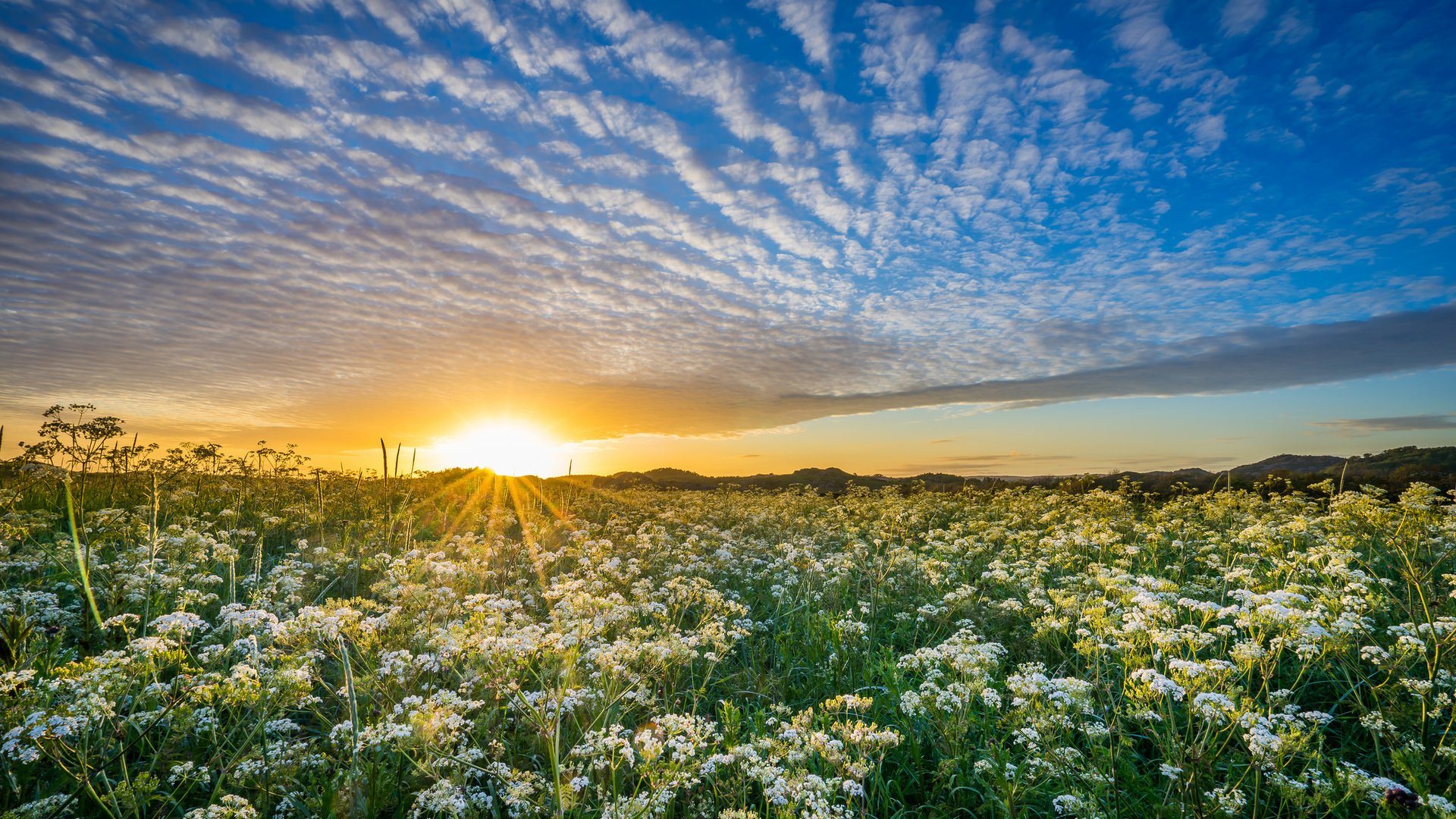 Обои небо, уг, цветы, облака, солнце, природа, закат, луг, норвегия, the sky, hs, flowers, clouds, the sun, nature, sunset, meadow, norway разрешение 2048x1365 Загрузить