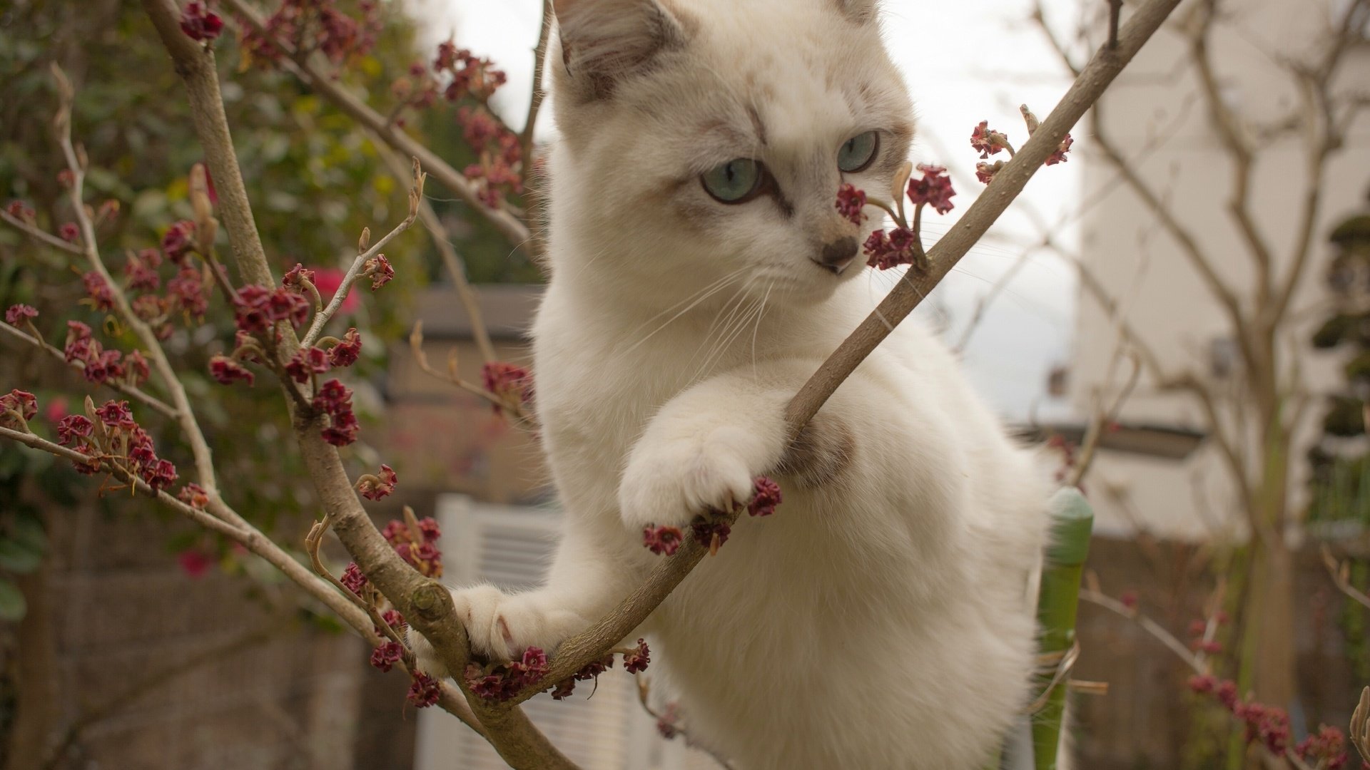 Обои ветки, кошка, котенок, белый, на дереве, branches, cat, kitty, white, on the tree разрешение 2560x1707 Загрузить