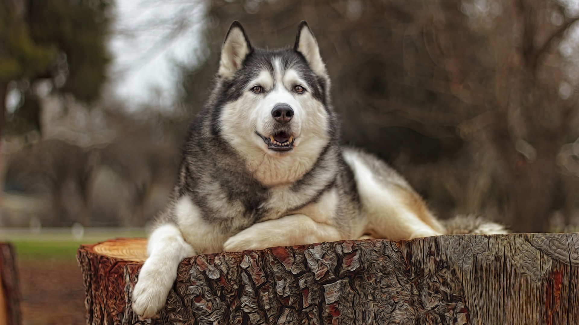 Обои взгляд, собака, хаски, друг, look, dog, husky, each разрешение 2048x1365 Загрузить