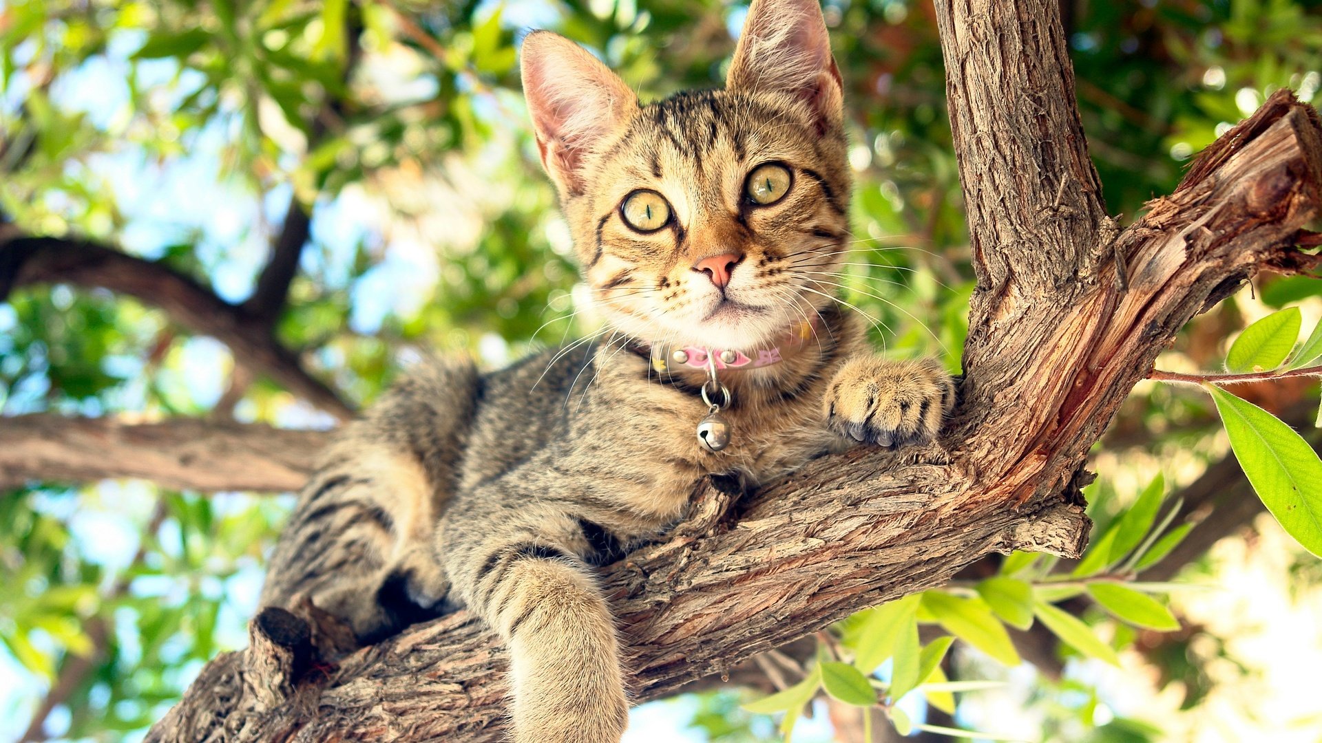 Обои дерево, кот, кошка, tree, cat разрешение 2880x1800 Загрузить