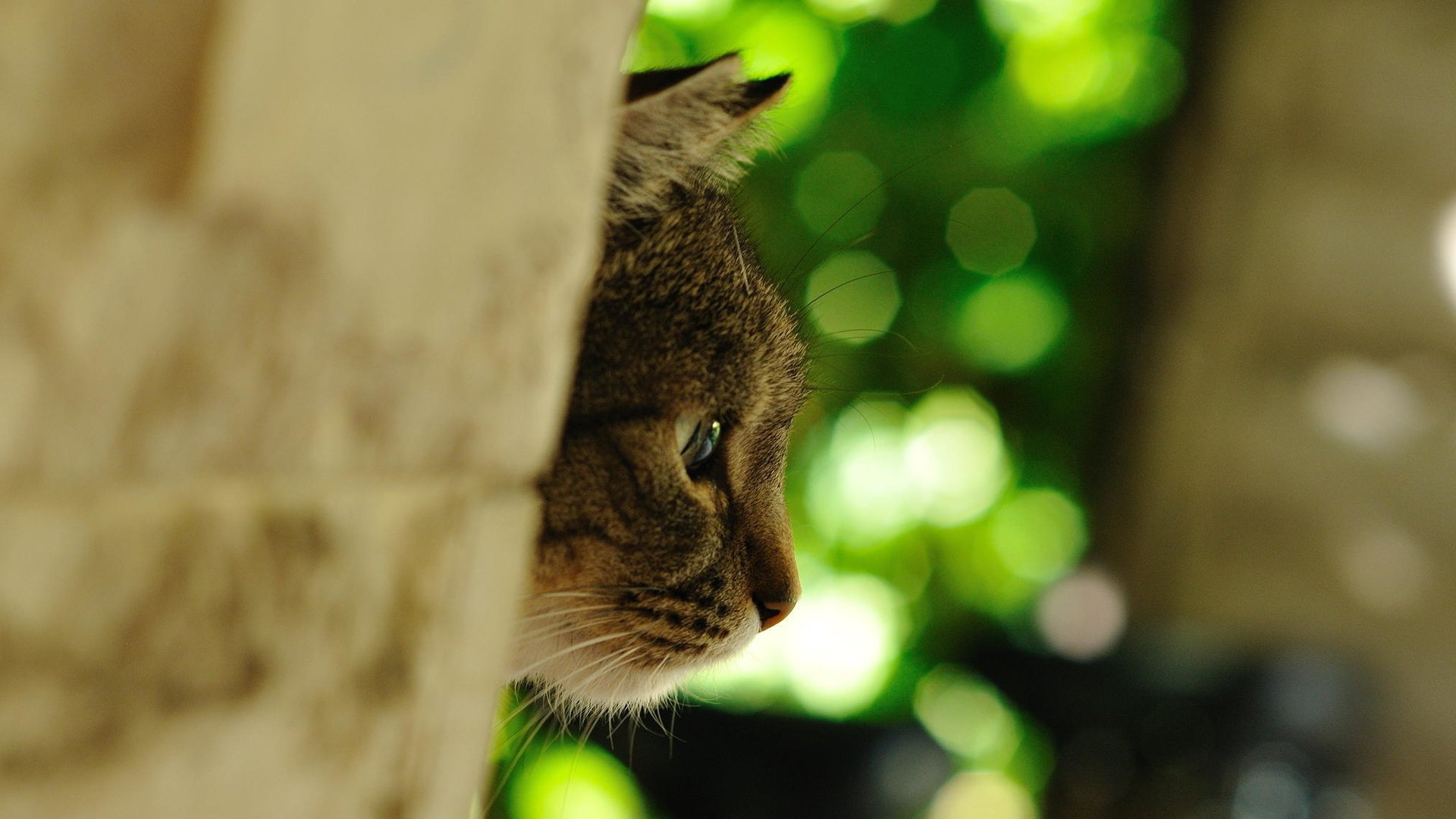 Обои кот, мордочка, кошка, профиль, фотограф, глядит, джованни zacche, cat, muzzle, profile, photographer, looks, giovanni zacche разрешение 2024x1139 Загрузить