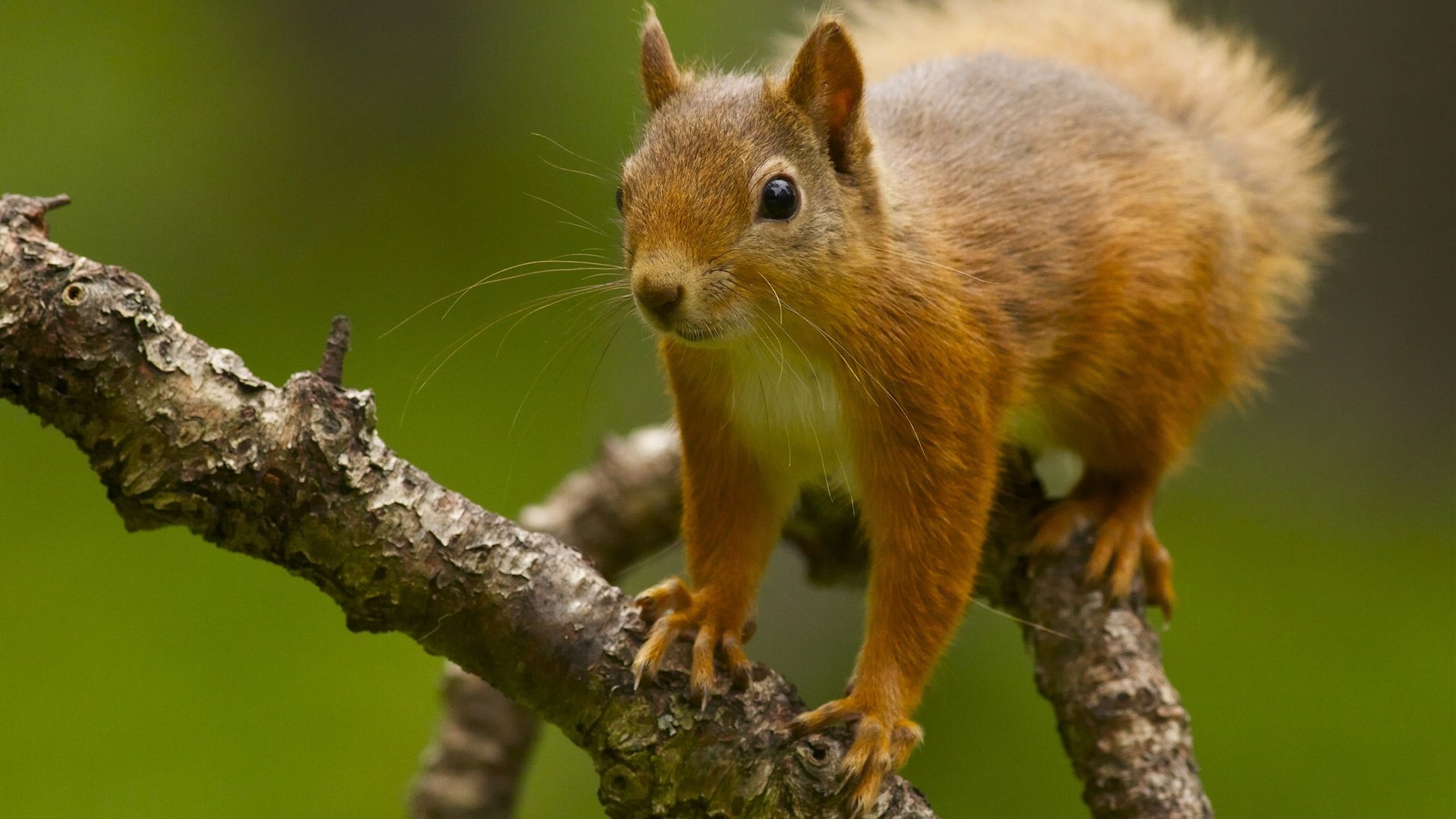 природа животные белка nature animals protein скачать