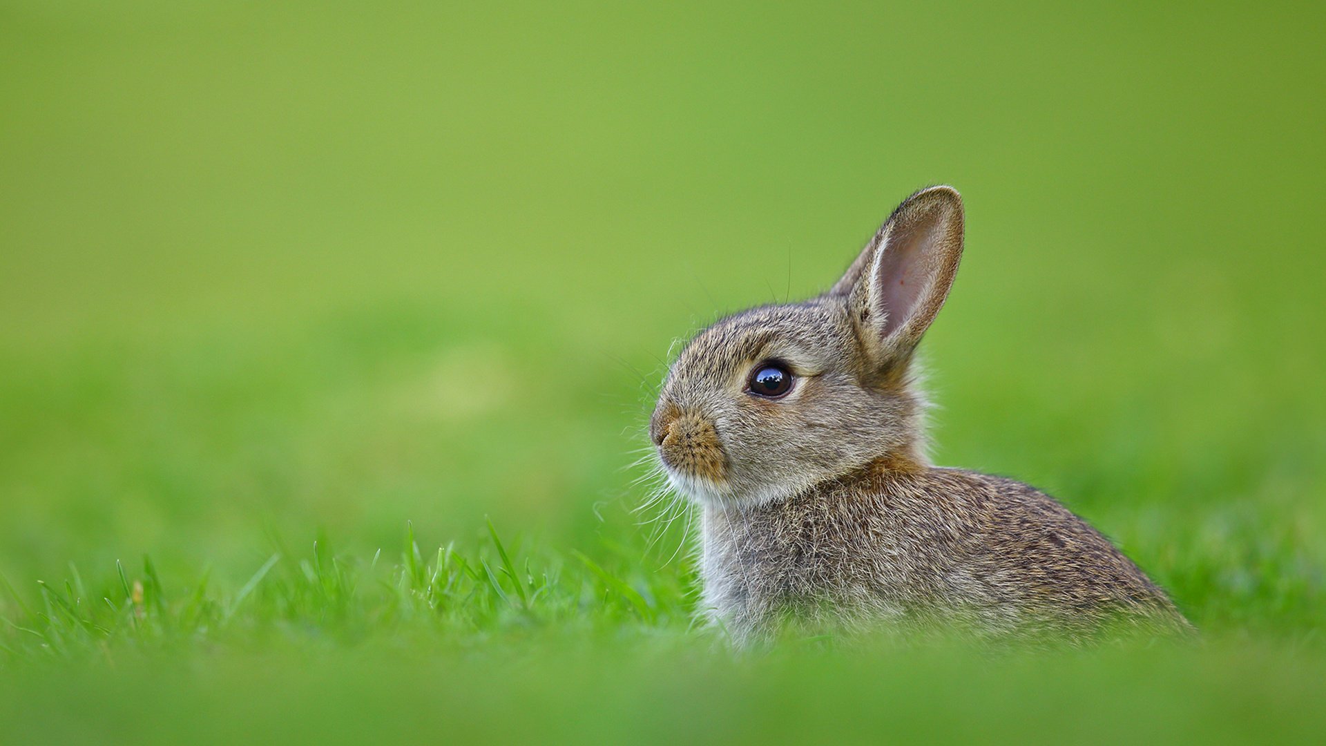 Обои трава, кролик, заяц, grass, rabbit, hare разрешение 1920x1200 Загрузить