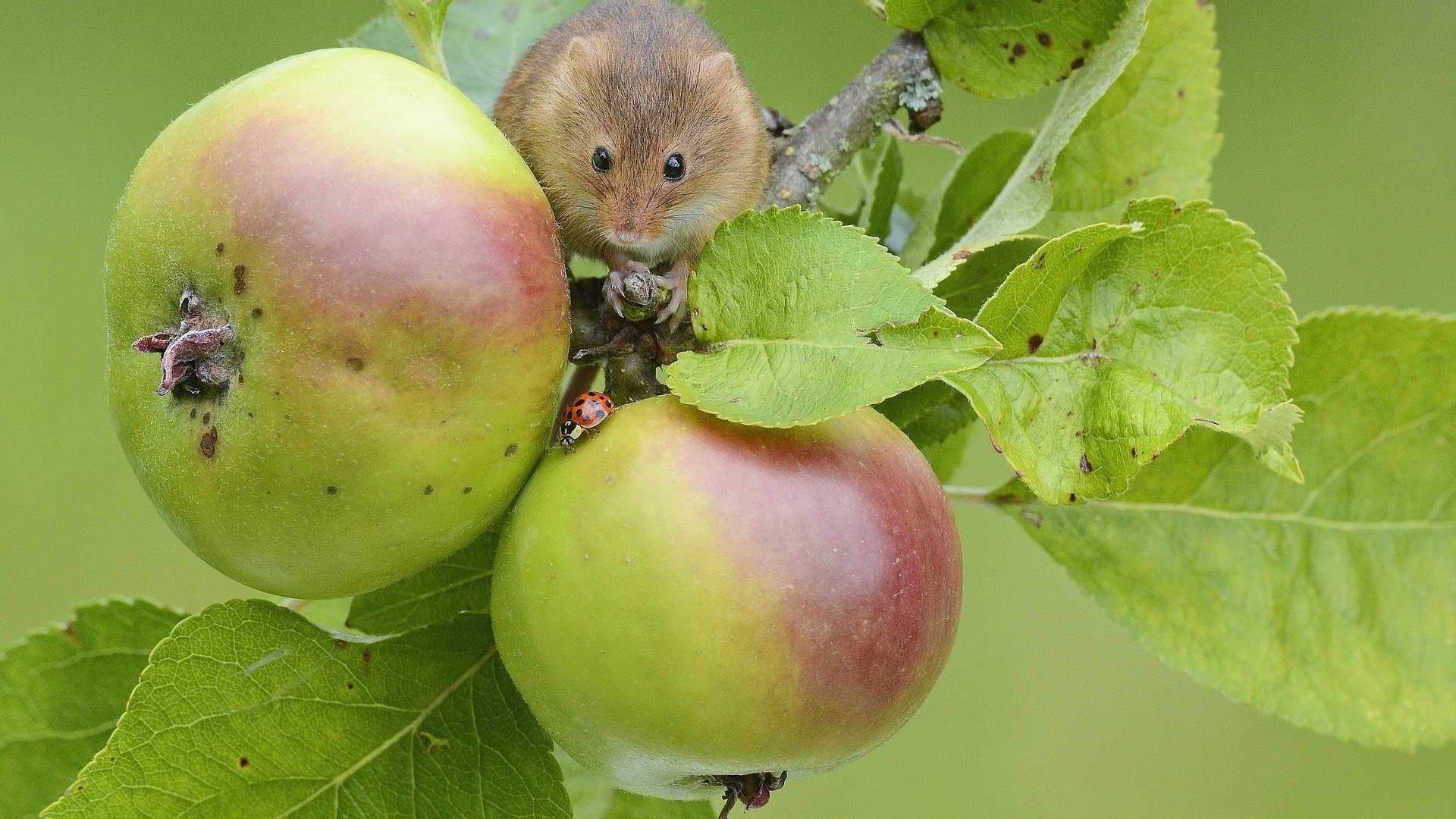 Обои яблоки, мышь, apples, mouse разрешение 1920x1200 Загрузить