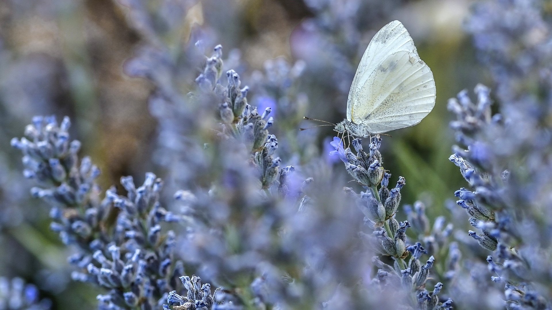 Обои цветы, макро, лаванда, бабочка, flowers, macro, lavender, butterfly разрешение 2048x1356 Загрузить