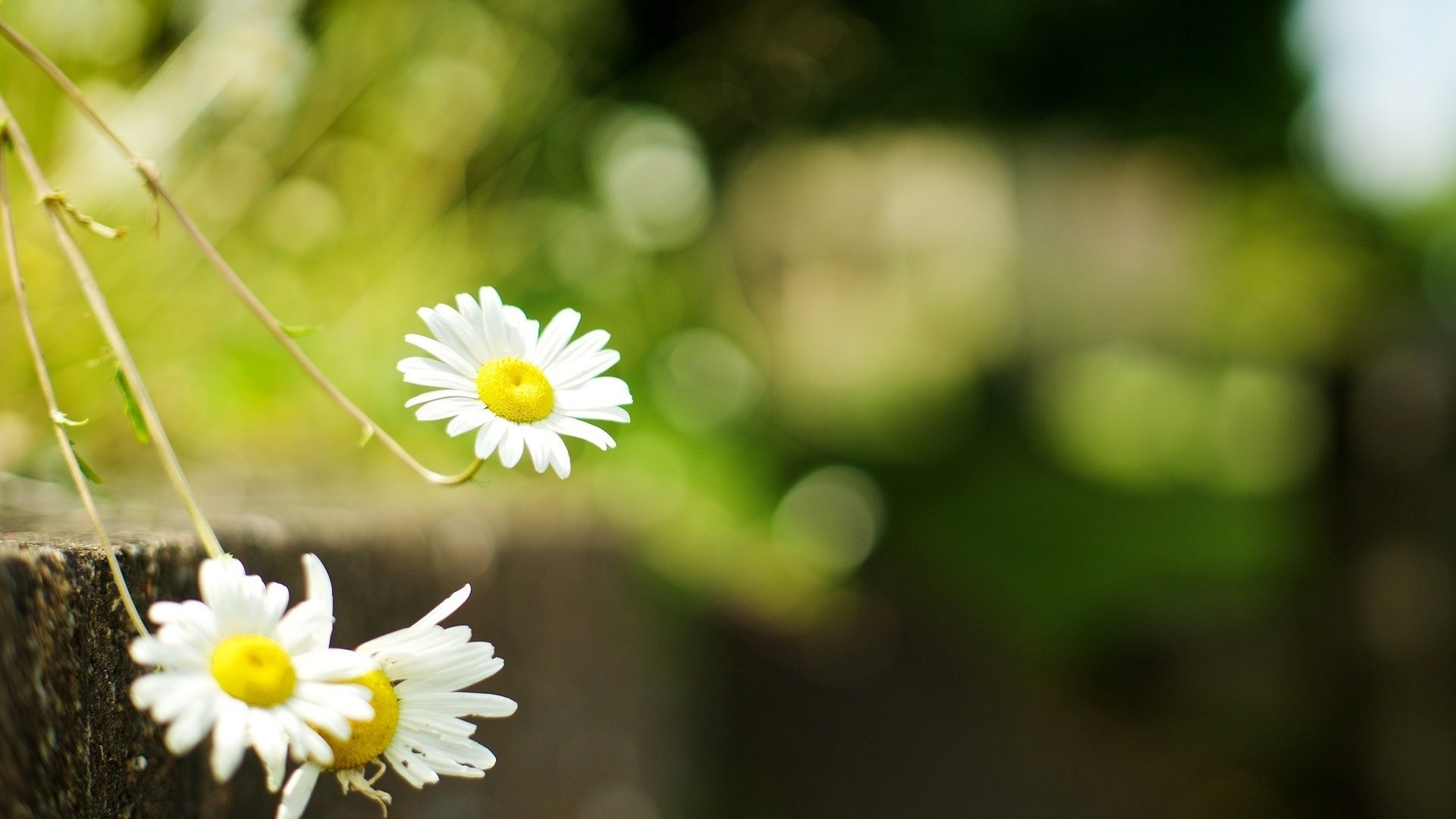 Обои цветы, ромашки, flowers, chamomile разрешение 1920x1200 Загрузить