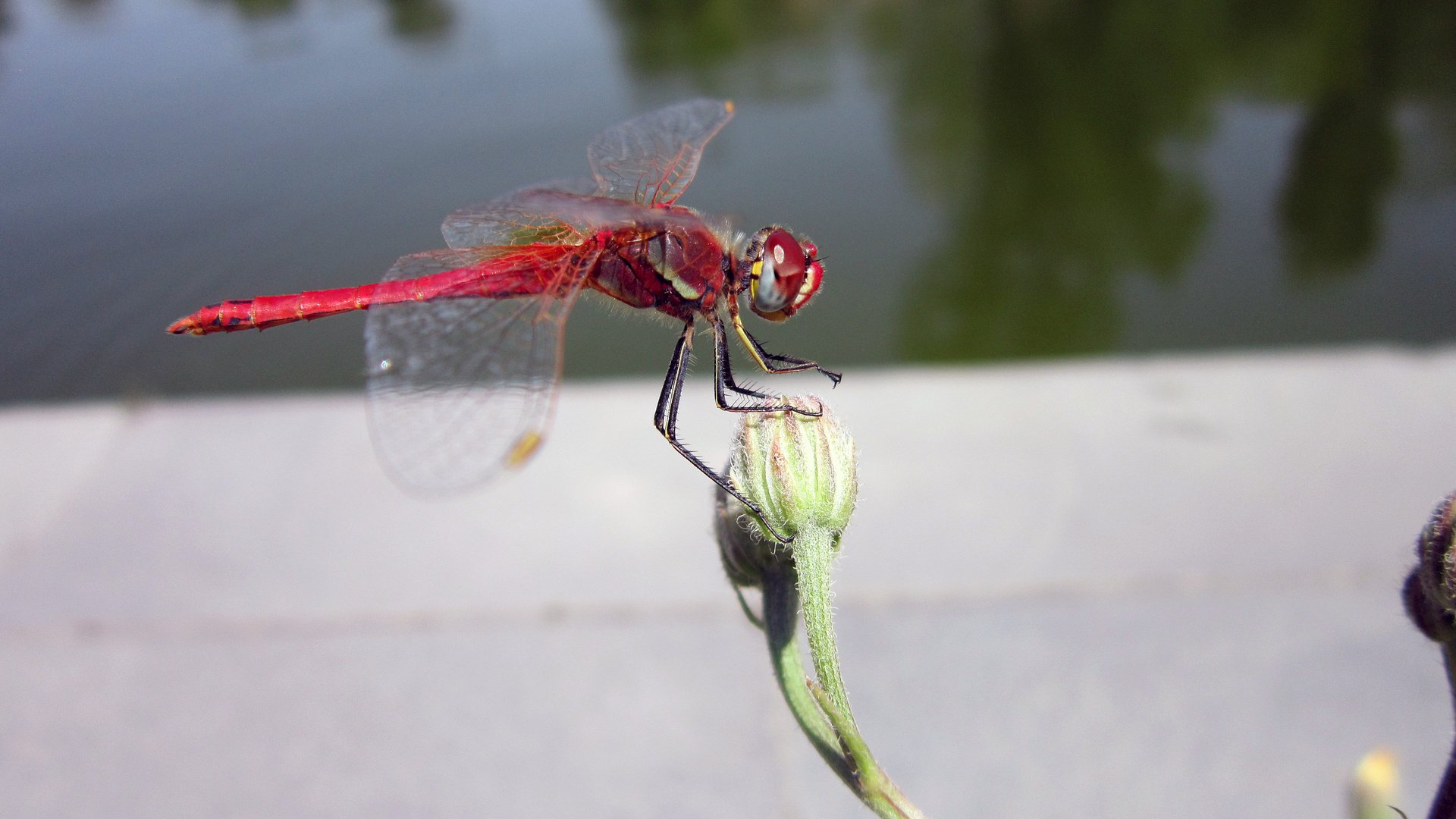 Обои макро, цветок, крылья, насекомые, стрекоза, macro, flower, wings, insects, dragonfly разрешение 4608x3456 Загрузить