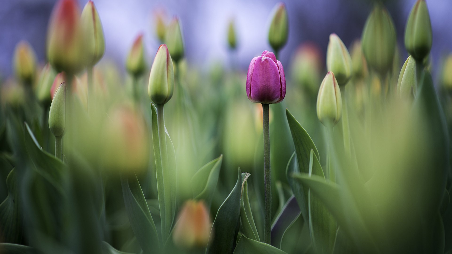 Обои цветы, фото, бутон, фотограф, тюльпаны, greg stevenson, flowers, photo, bud, photographer, tulips разрешение 1920x1261 Загрузить