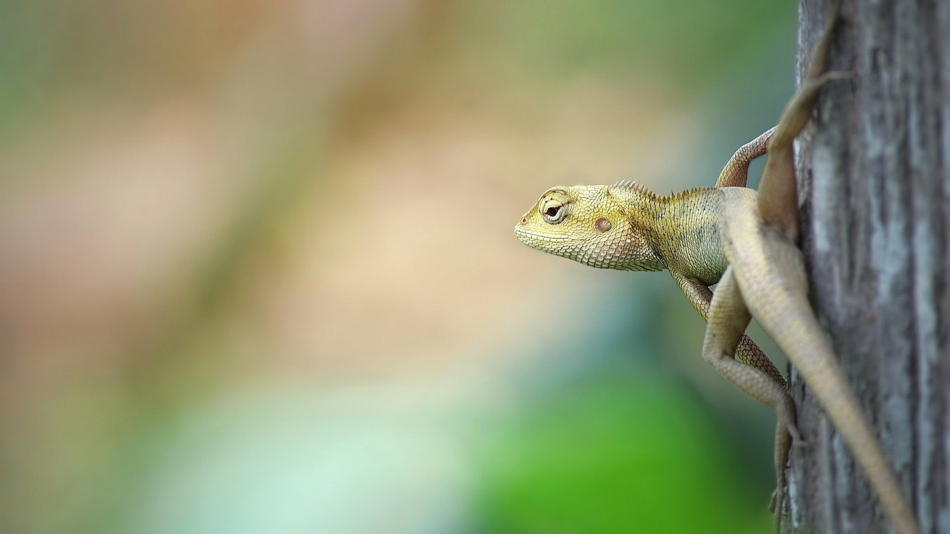 Обои природа, фон, ящерица, nature, background, lizard разрешение 1920x1200 Загрузить