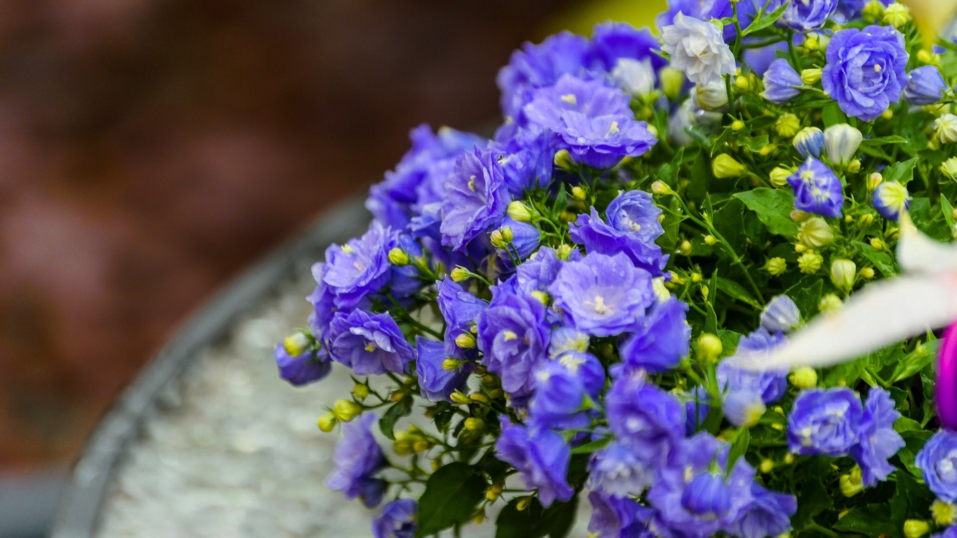 Обои цветы, макро, лепестки, синие, бутончики, кампанула, flowers, macro, petals, blue, buds разрешение 1920x1280 Загрузить