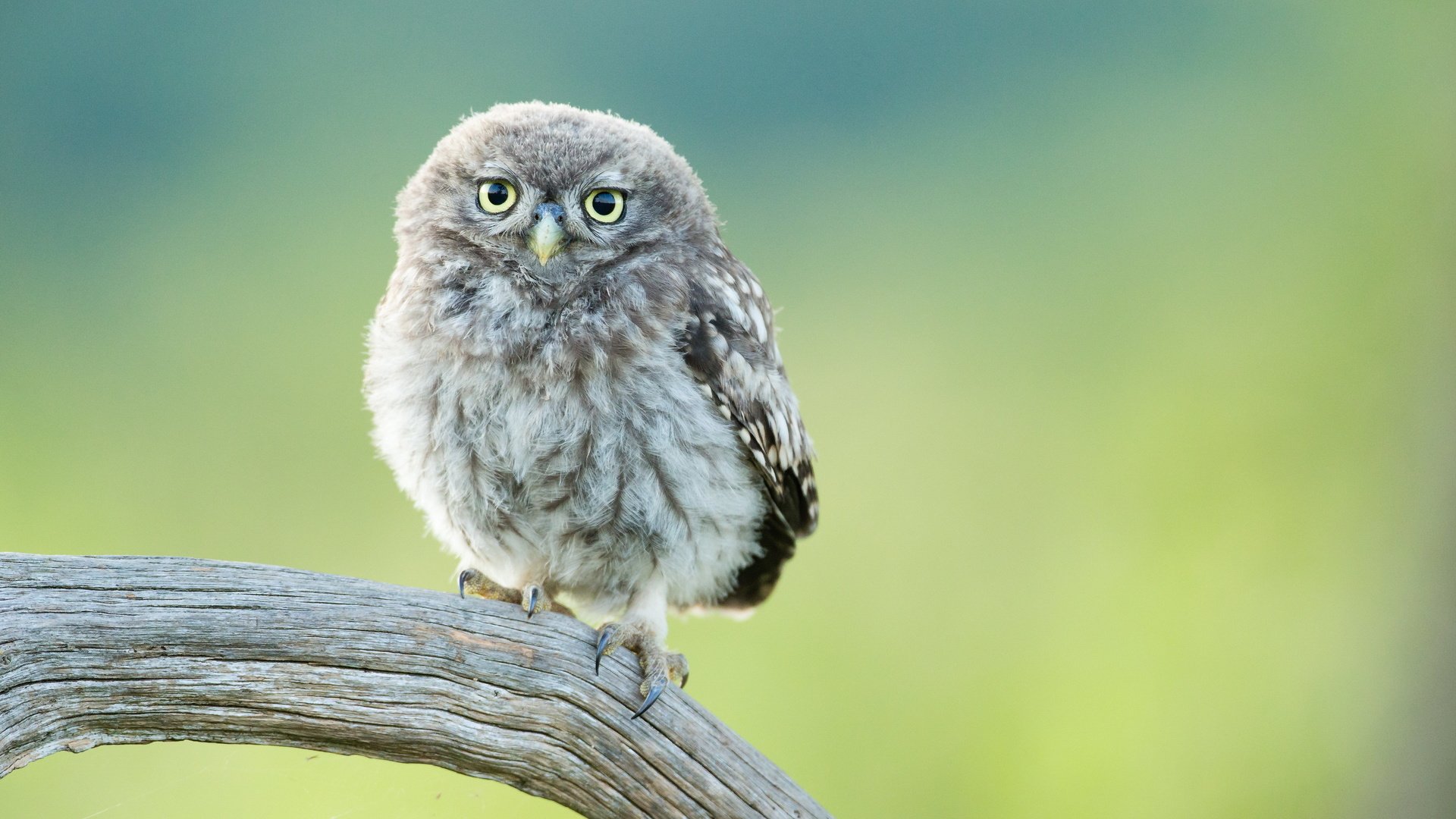 Обои сова, птенец, ветка, птица, совенок, owl, chick, branch, bird, owlet разрешение 3000x2000 Загрузить