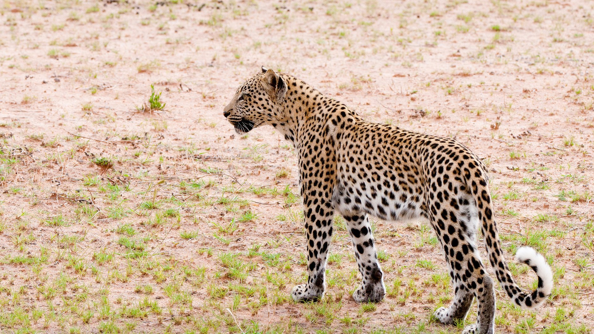 Обои кошка, леопард, патруль, cat, leopard, patrol разрешение 2048x1360 Загрузить