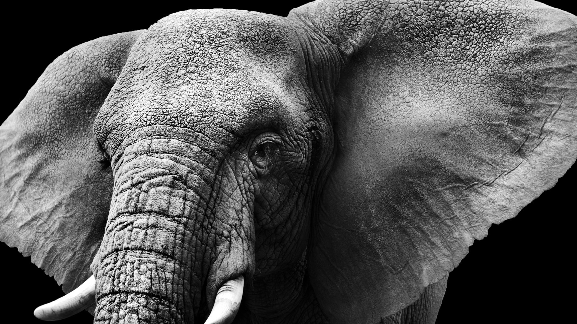 Обои слон, чёрно-белое, колосья, уши, слоновая кость, бивни, elephant, black and white, ears, ivory, tusks разрешение 3504x2336 Загрузить